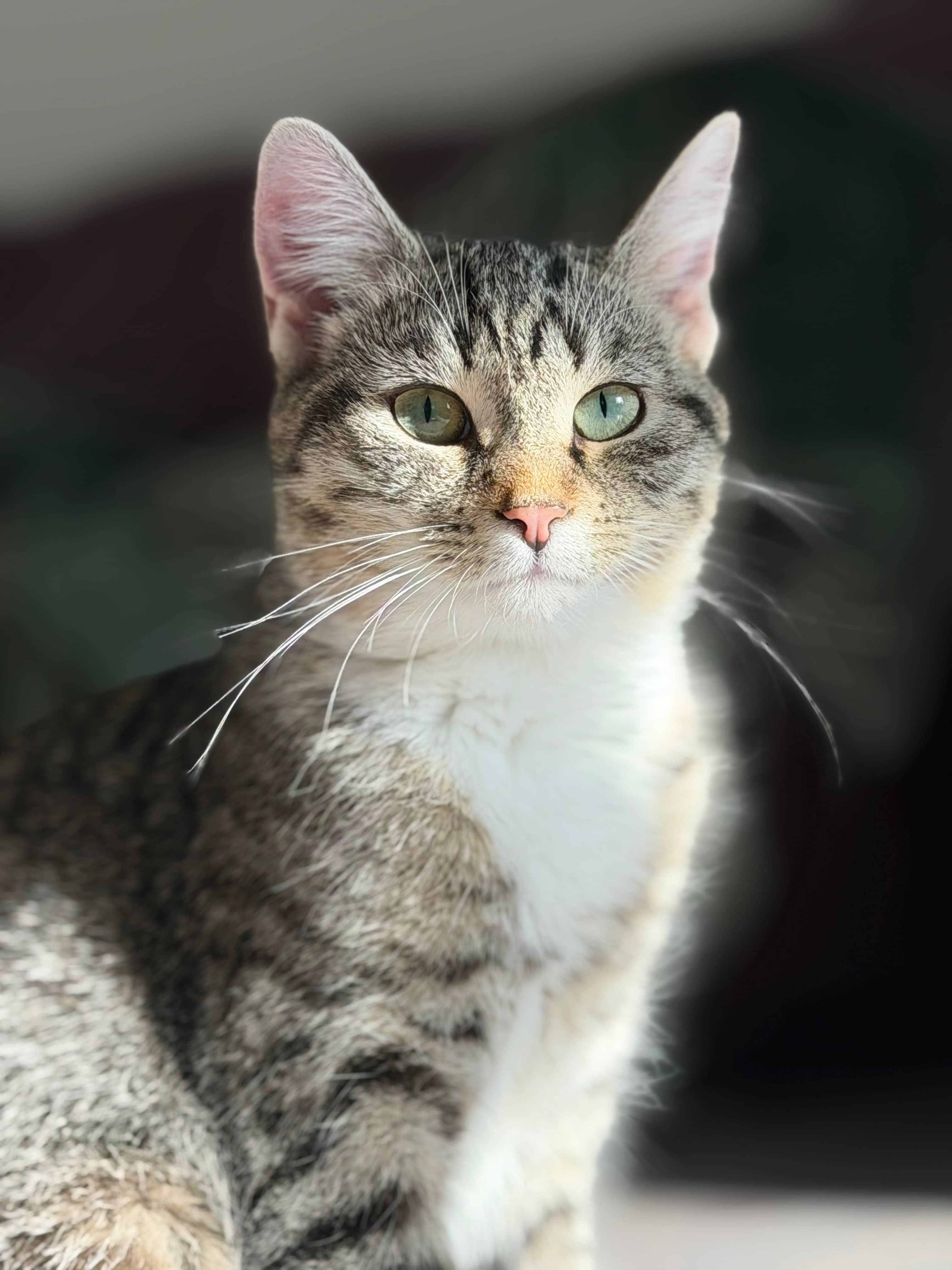 Roxie - Domestic Short Hair available for adoption