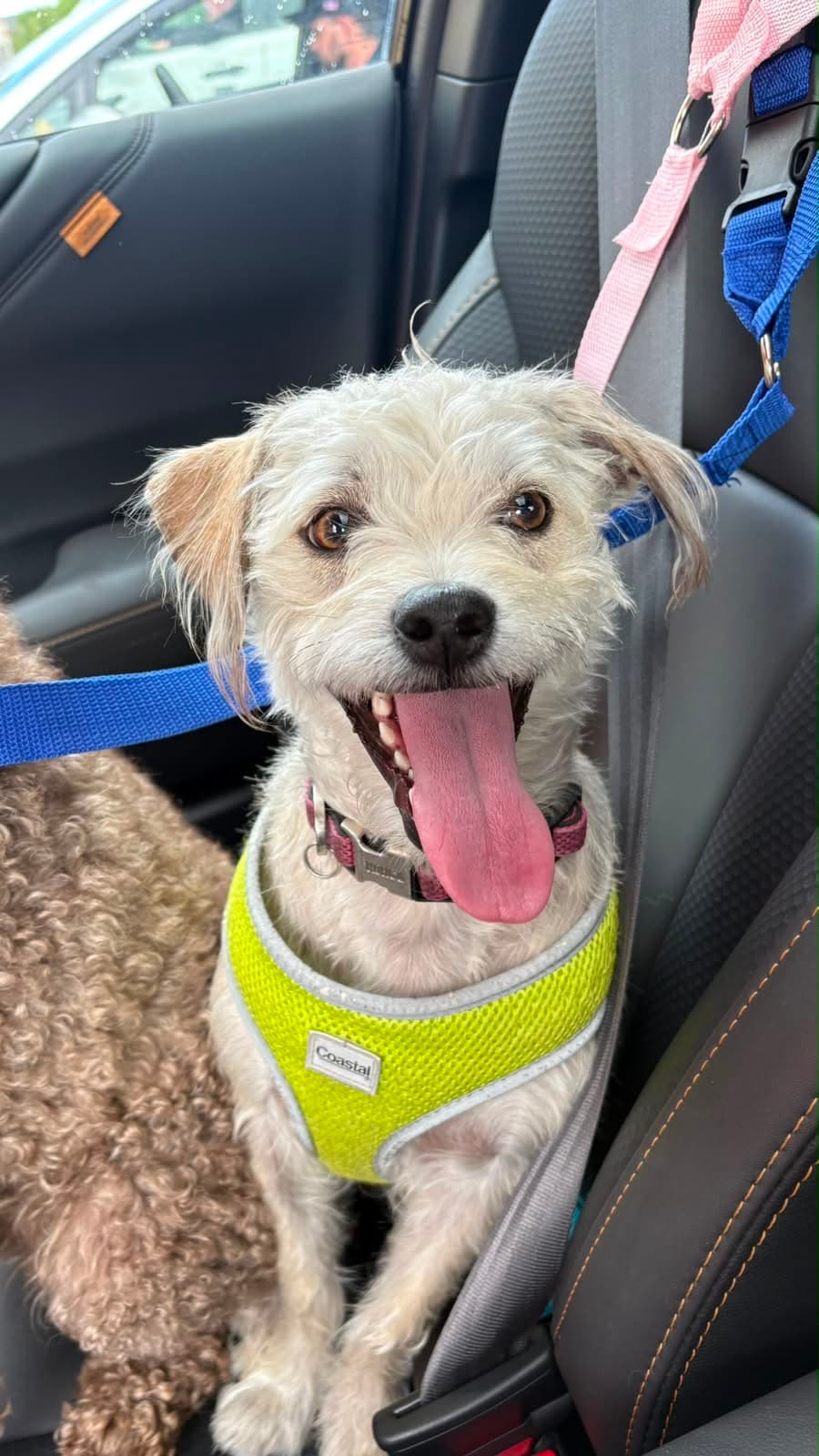 Fifi - Border Terrier available for adoption in Alberta