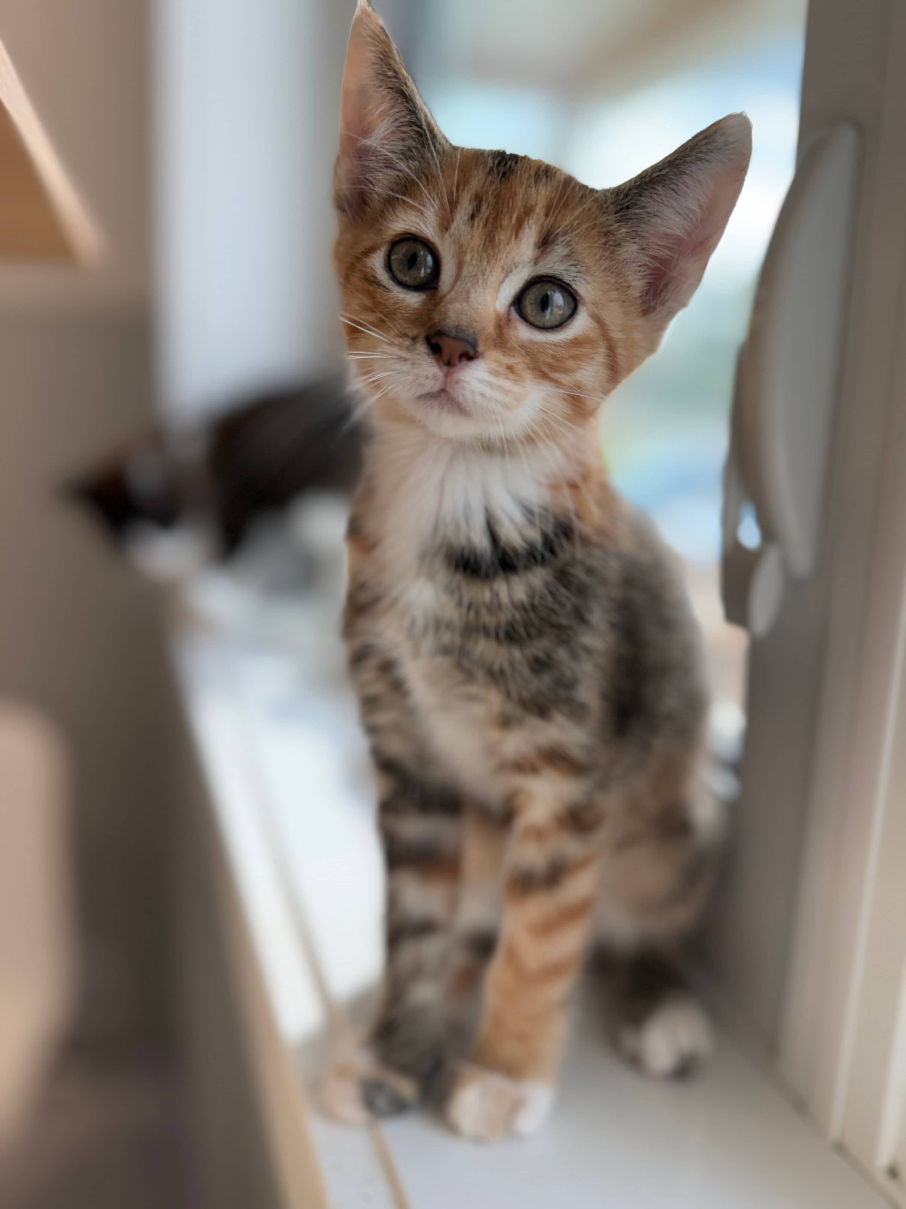 Pumpkin Spice - Domestic Short Hair available for adoption