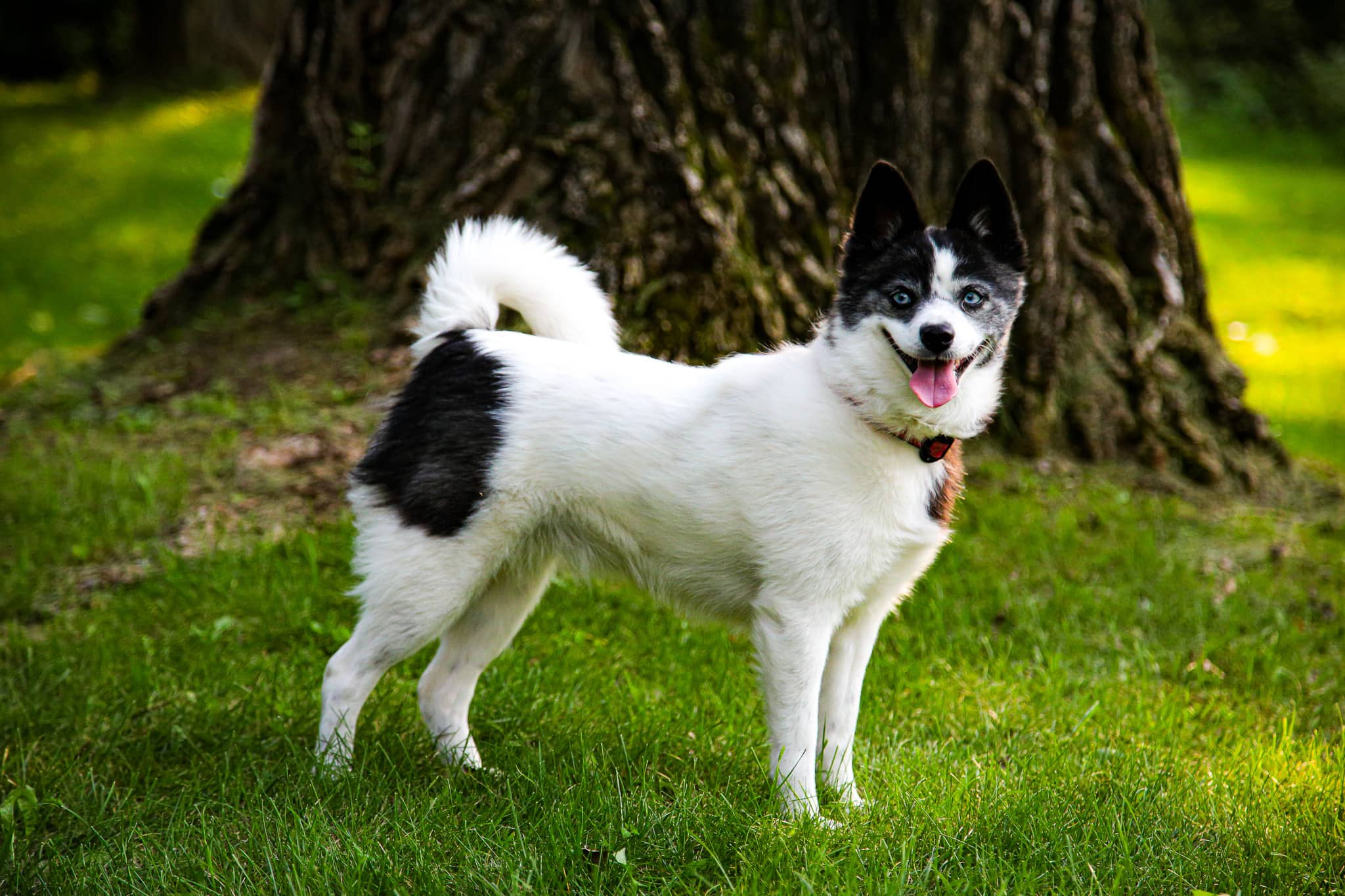 Dakota - Siberian Husky / Pomeranian available for adoption in Alberta
