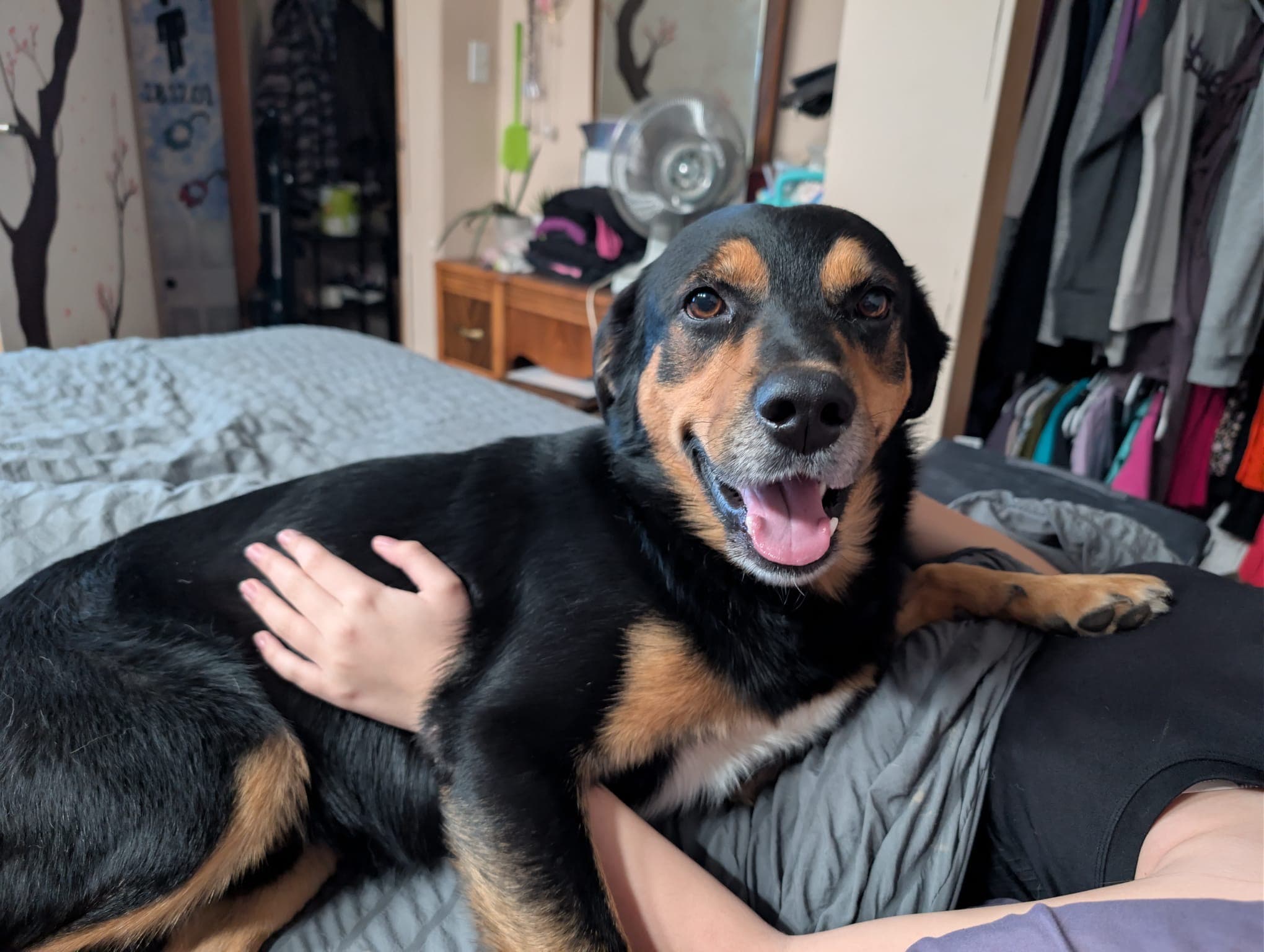Frank - Mixed Breed available for adoption