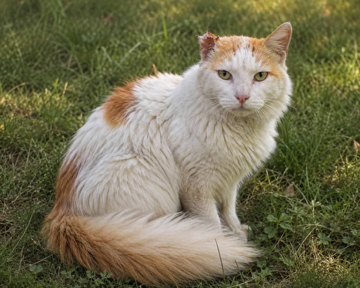 Bernie - Domestic Long Hair cat available for adoption at Steinbach and Area Animal Rescue in Steinbach