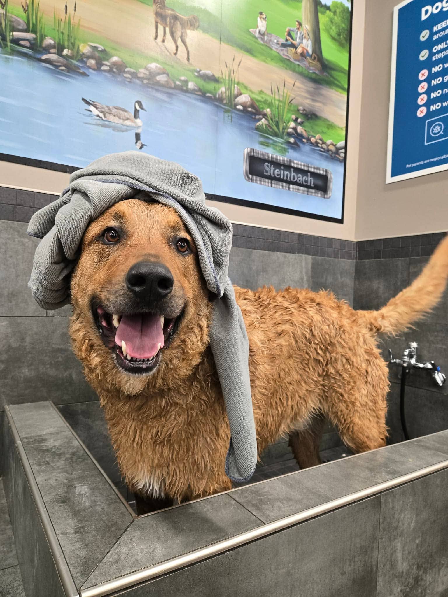 Rio - Great Pyrenees / Rottweiler / Kuvasz available for adoption in Manitoba
