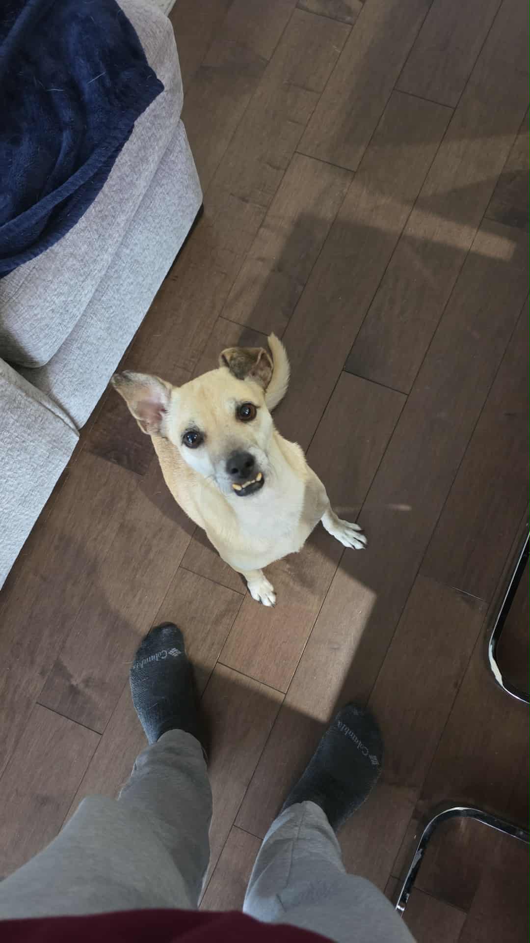 Pera - Mixed Breed available for adoption in Calgary