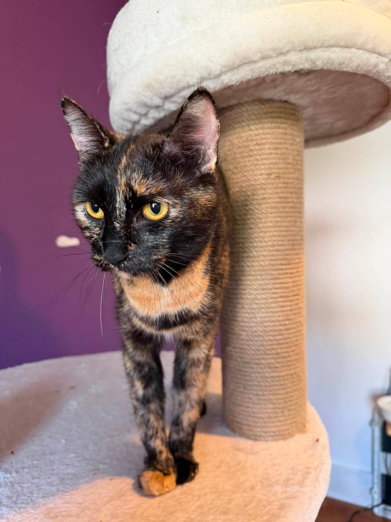 Catlyn - Domestic Short Hair cat available for adoption at Steinbach and Area Animal Rescue in Steinbach