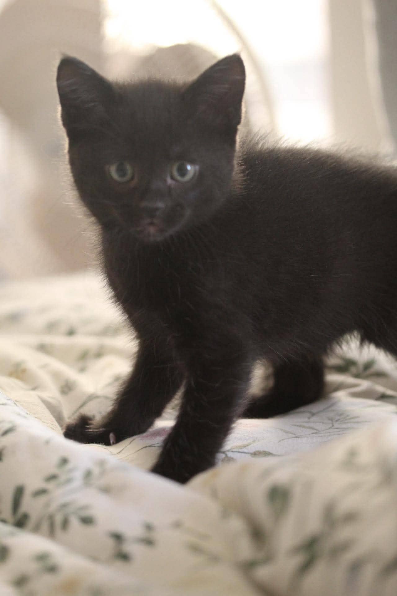 Charcoal - Domestic Short Hair cat available for adoption at Steinbach and Area Animal Rescue in Steinbach