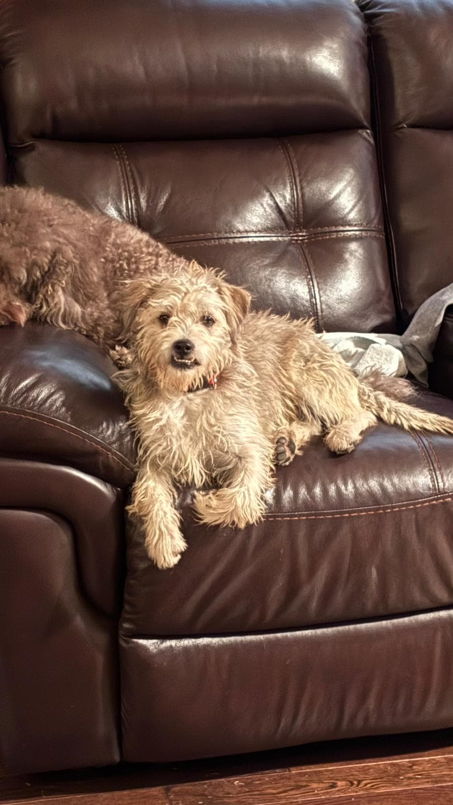Fifi - Border Terrier available for adoption in Calgary