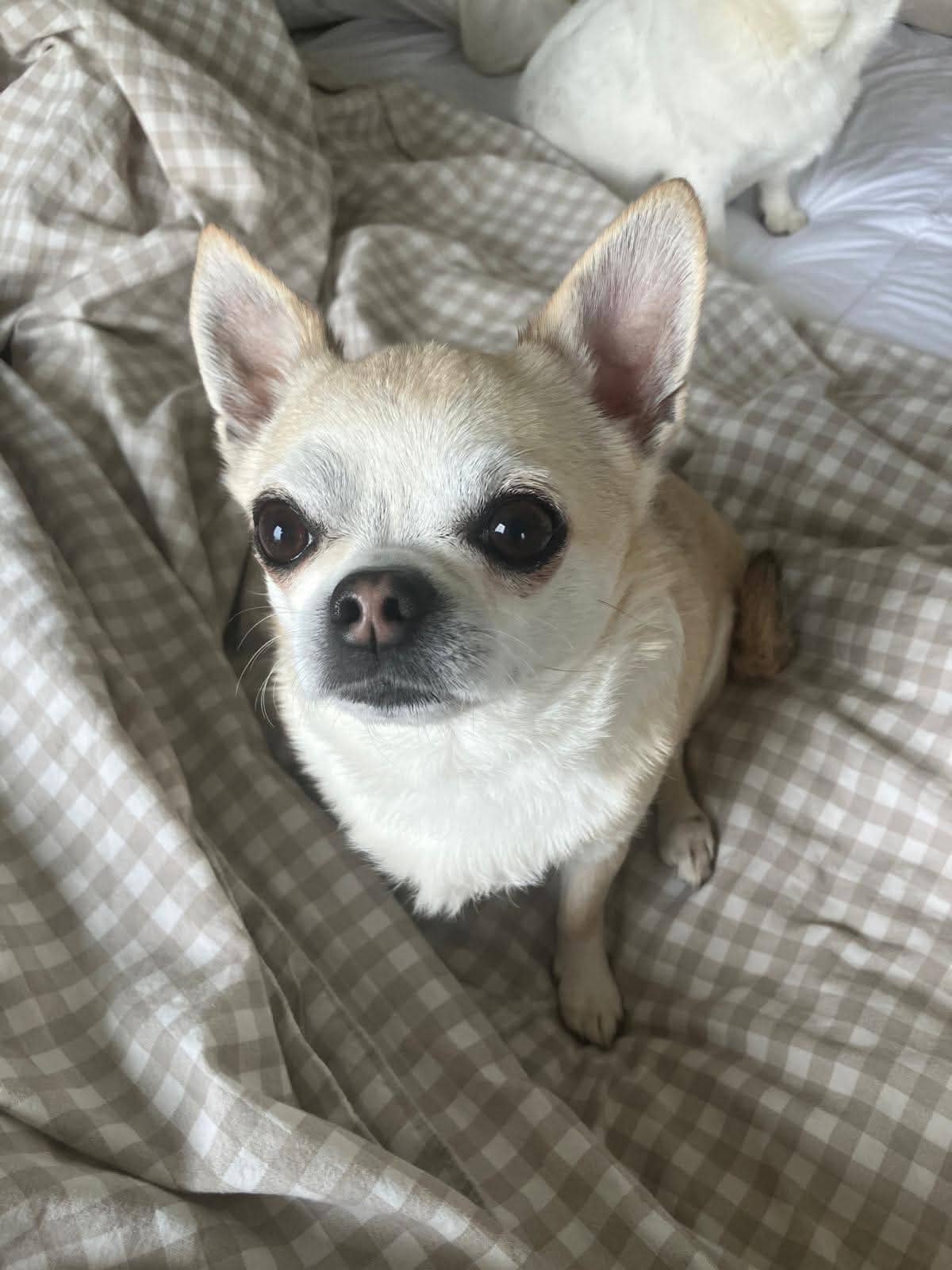 Ducky (and Cera) - Chihuahua available for adoption