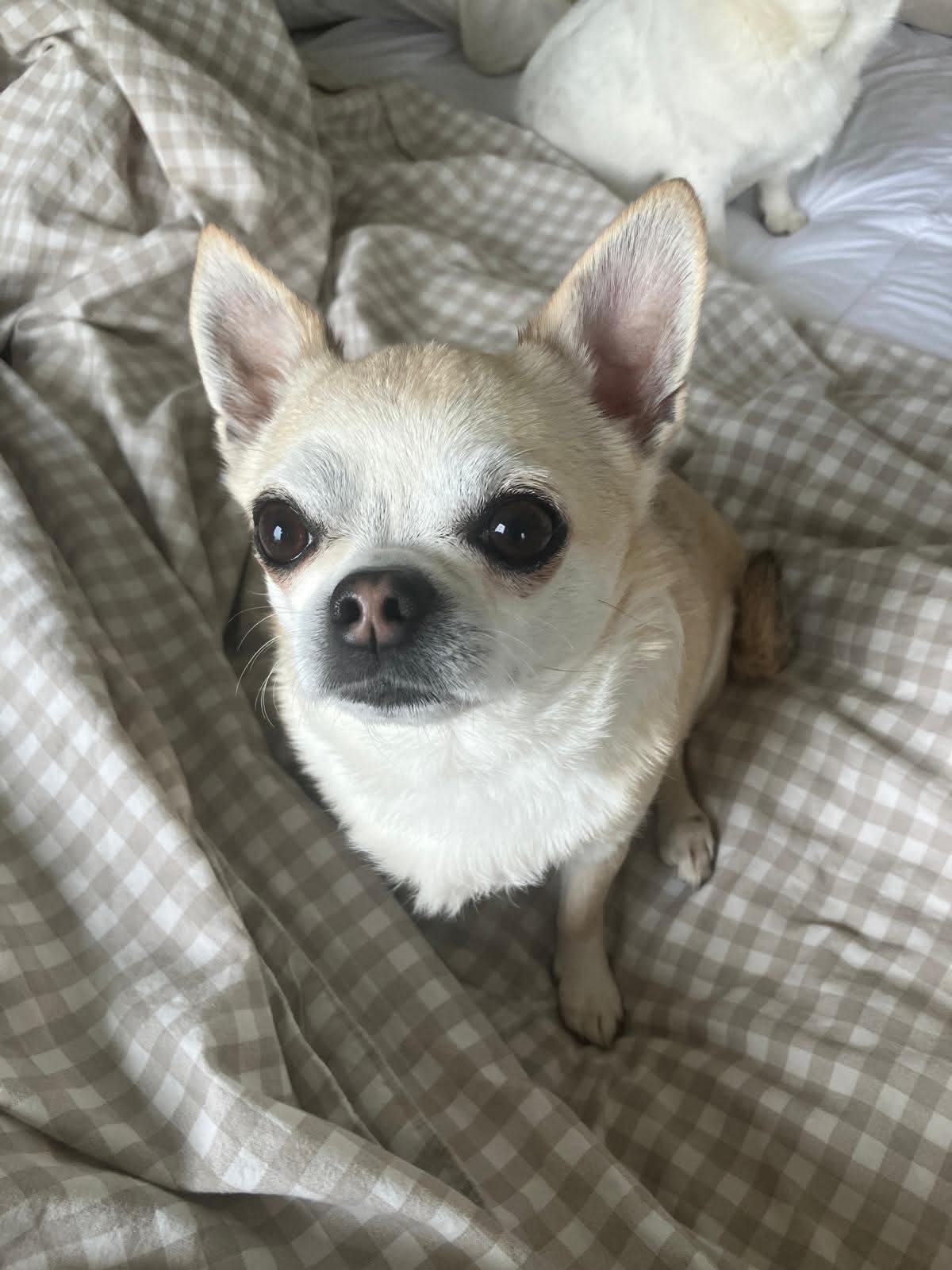 Ducky (and Cera) - Chihuahua available for adoption in Alberta