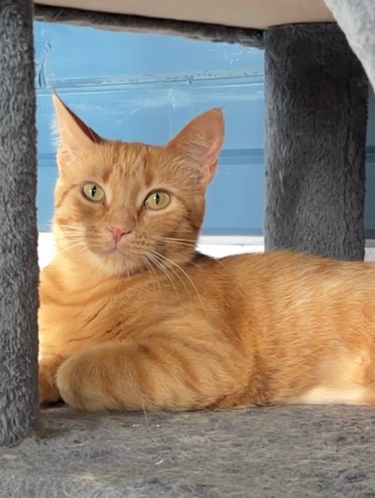 Mia - Domestic Short Hair available for adoption