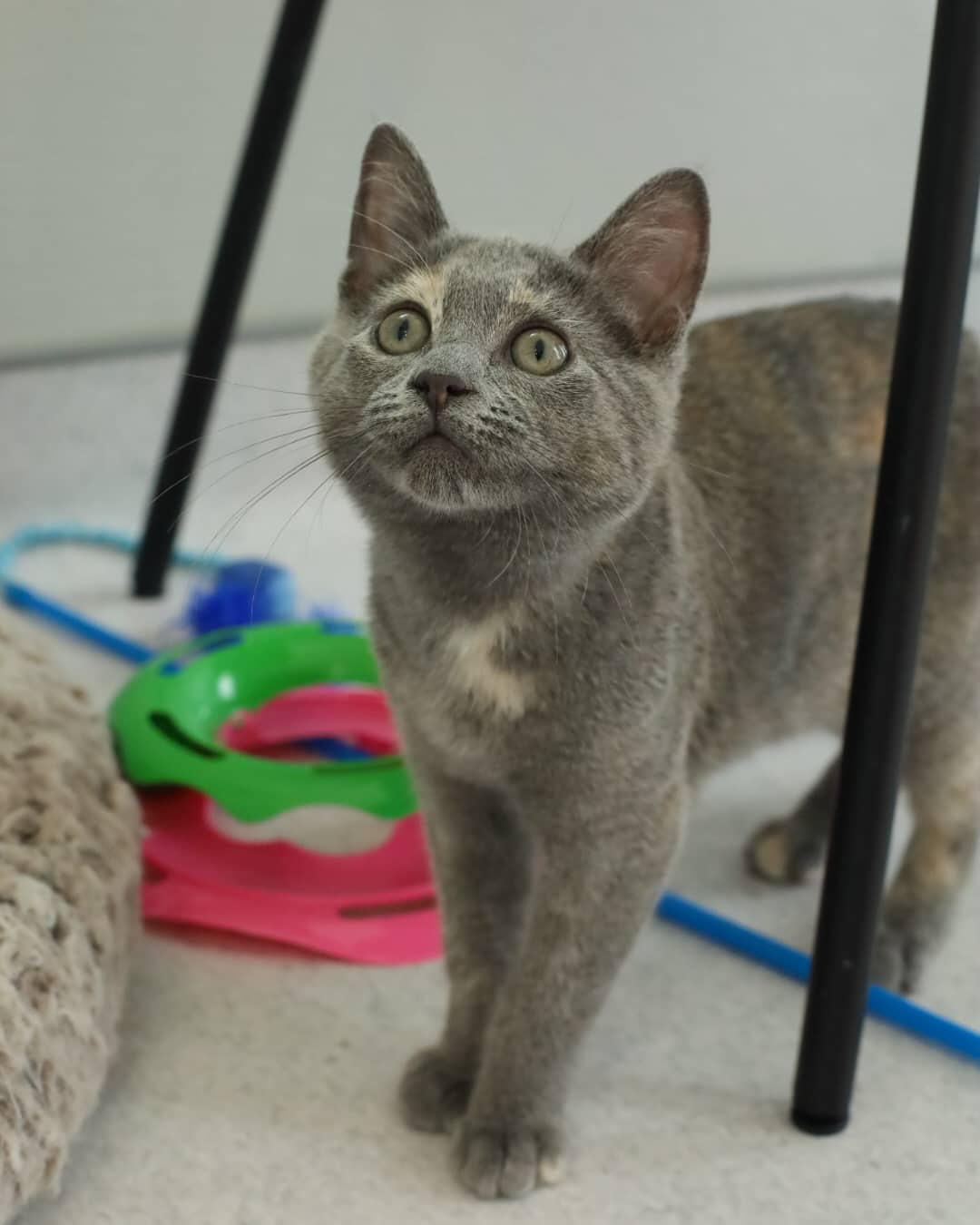 Missy - Domestic Short Hair cat available for adoption at Steinbach and Area Animal Rescue in Steinbach