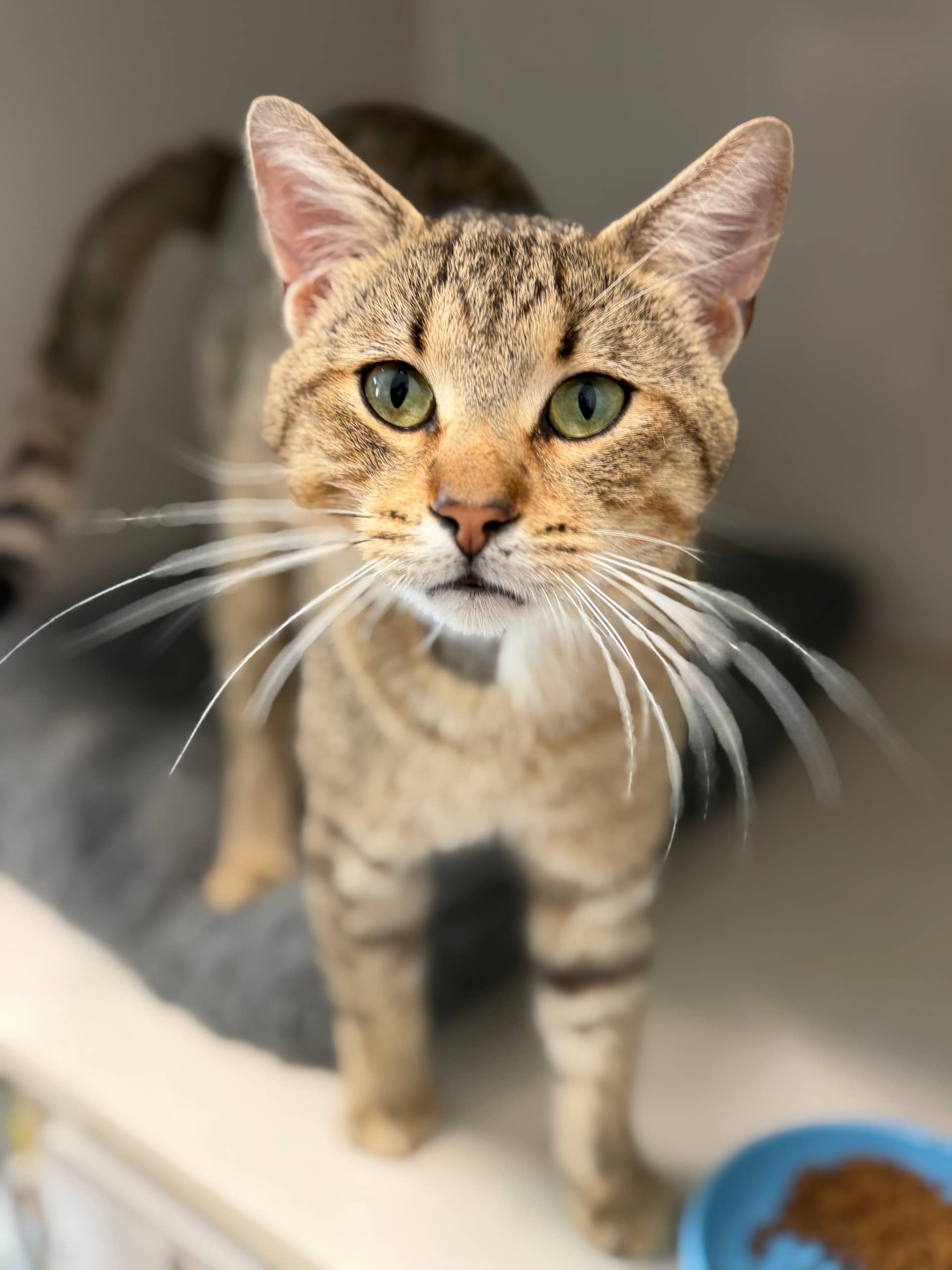 Riley - Domestic Short Hair available for adoption