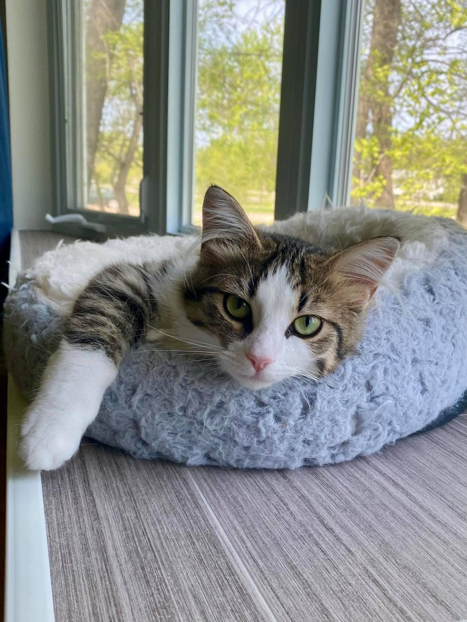 Maple - Domestic Long Hair available for adoption
