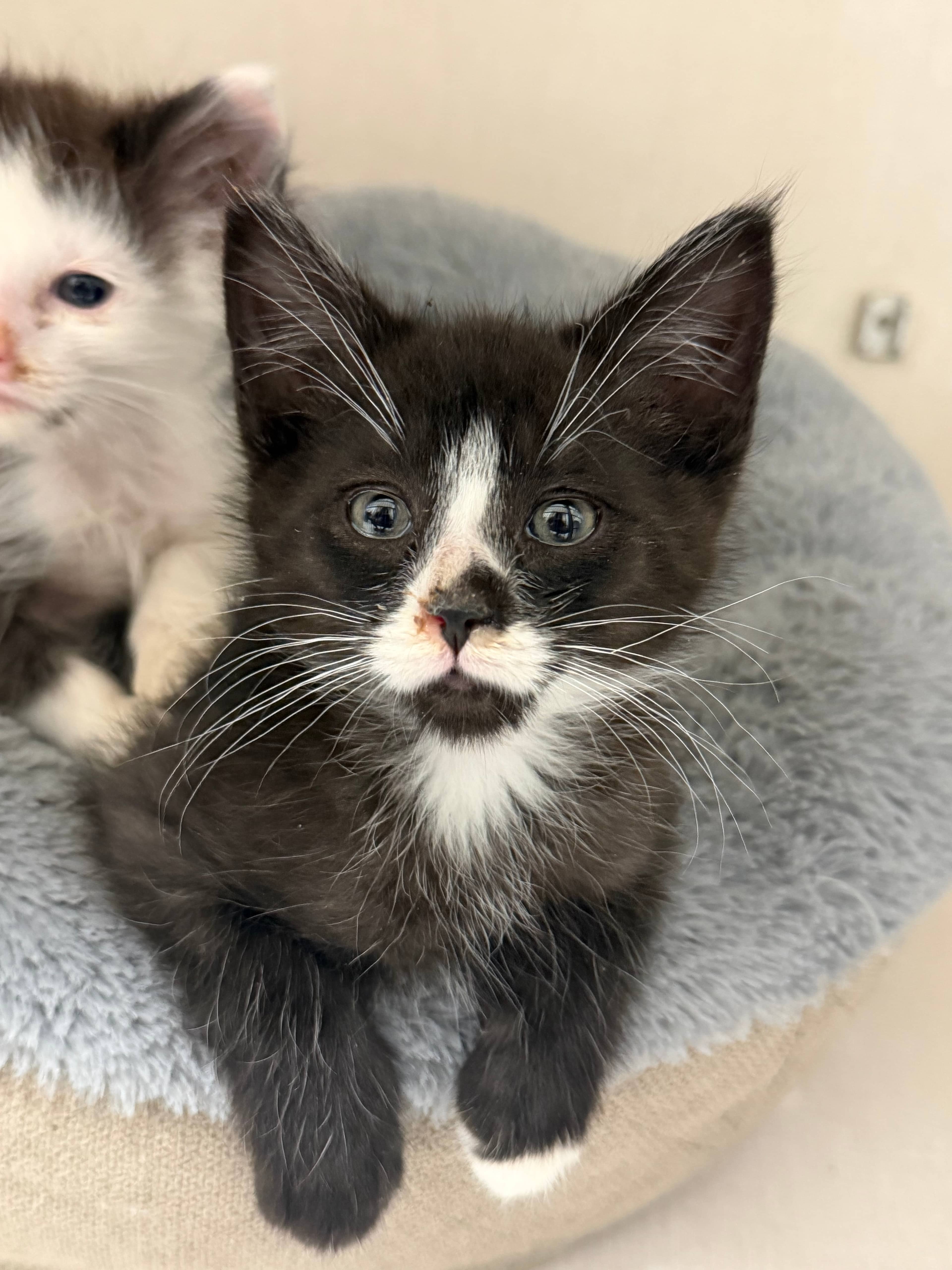 King - Domestic Short Hair available for adoption