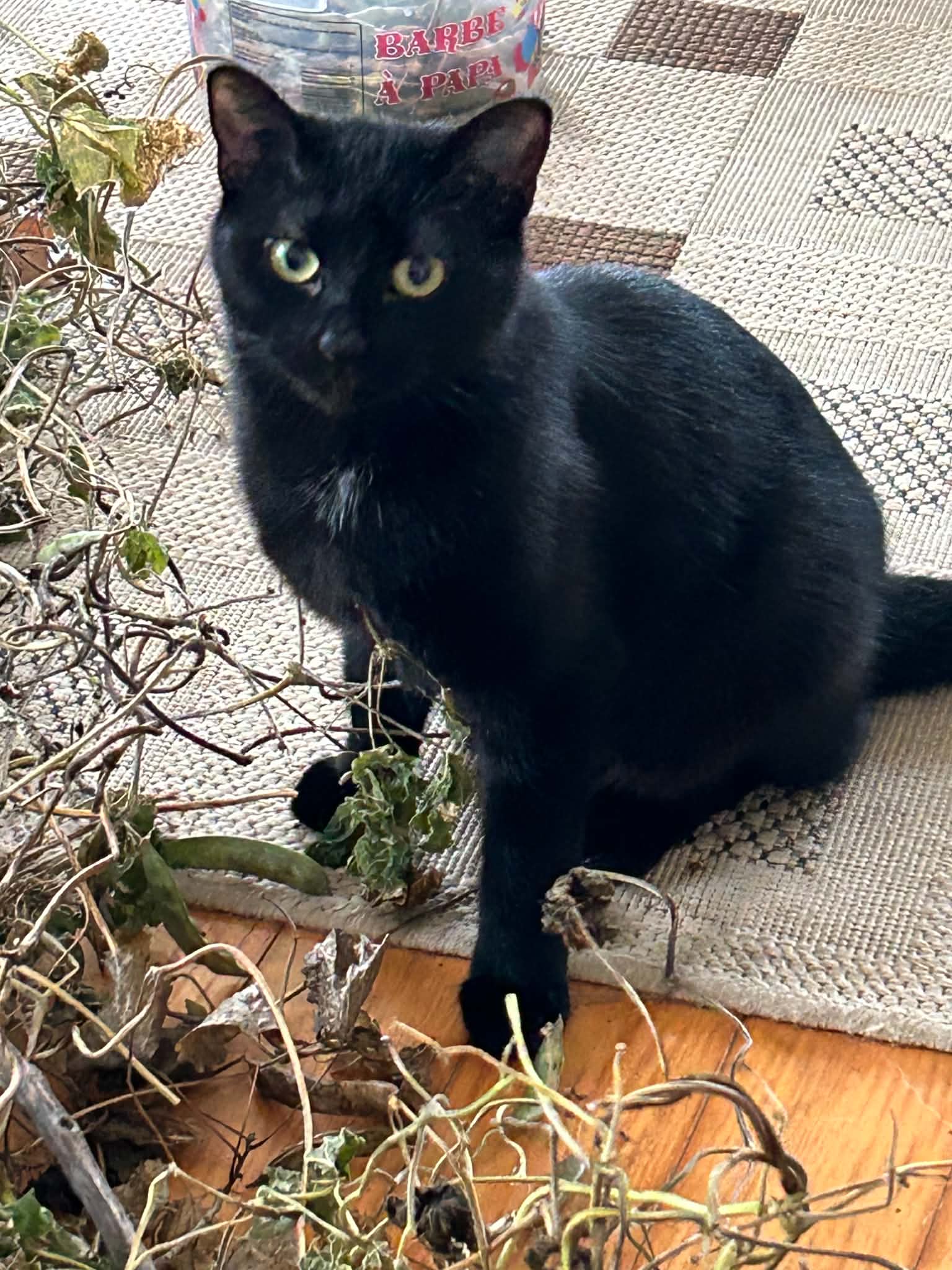 Cinnamon - Domestic Short Hair cat available for adoption at Steinbach and Area Animal Rescue in Steinbach