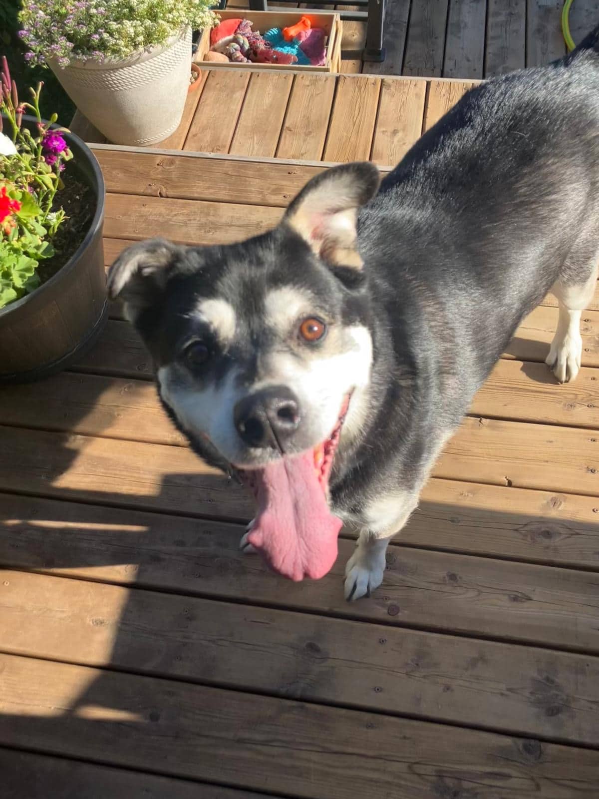 Bruno - Mixed Breed available for adoption in Calgary