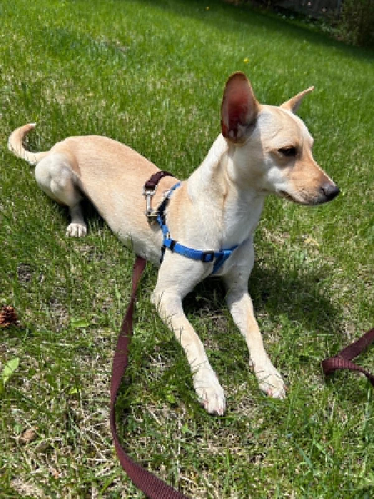 Amber - Chihuahua available for adoption in Alberta