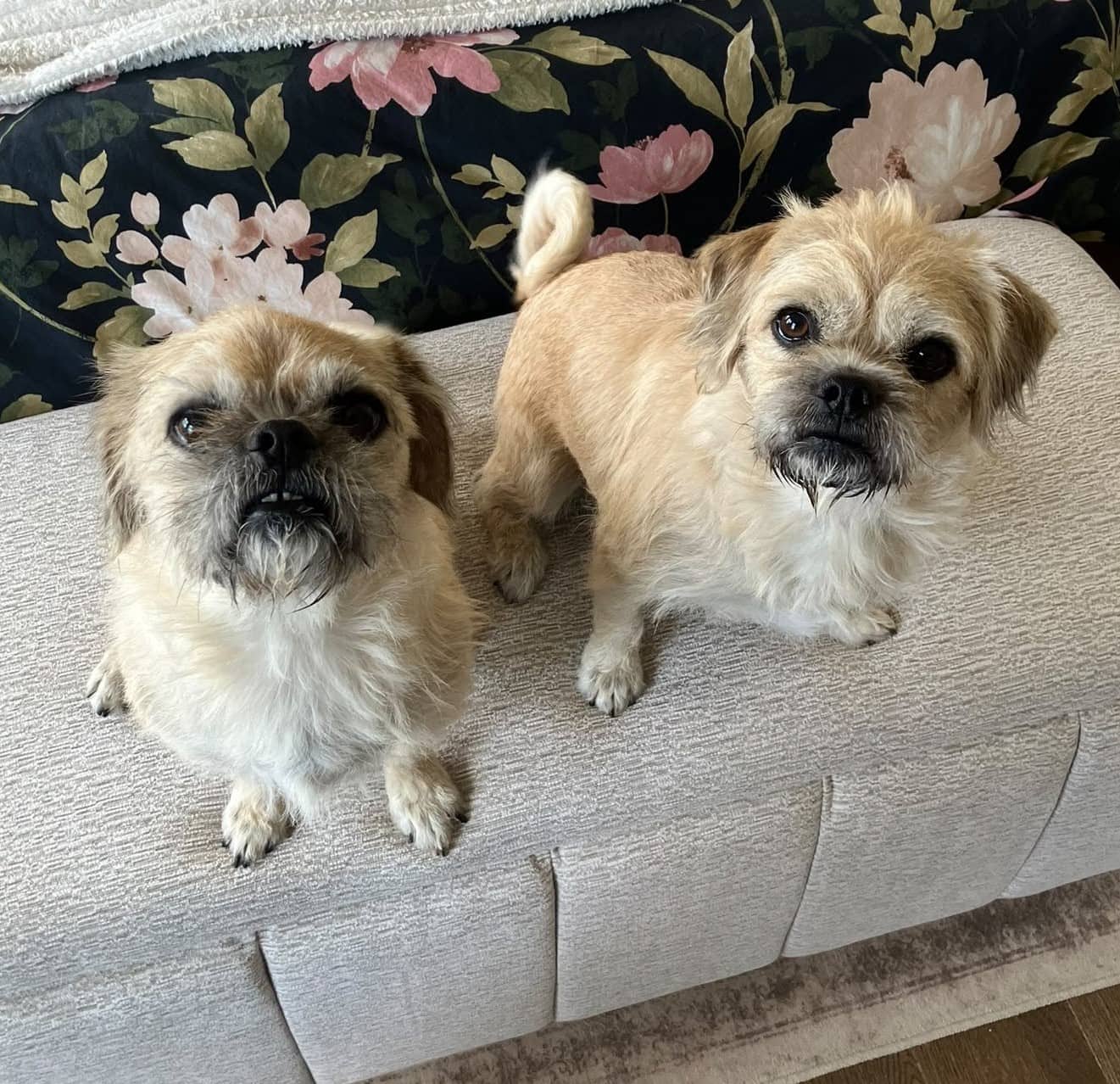 Patches (Bonded to Scruffy) - Mixed Breed available for adoption in Calgary