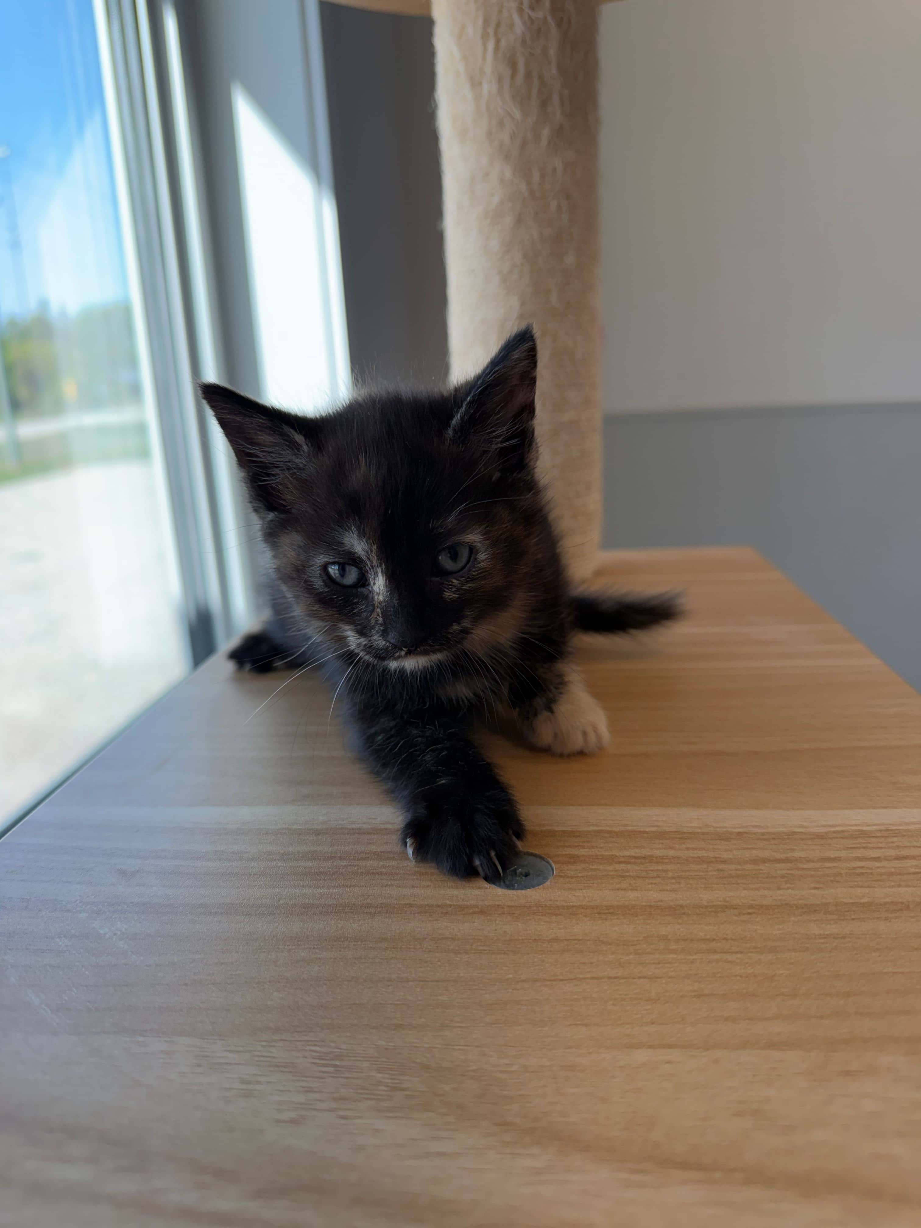 Sansa - Domestic Short Hair available for adoption
