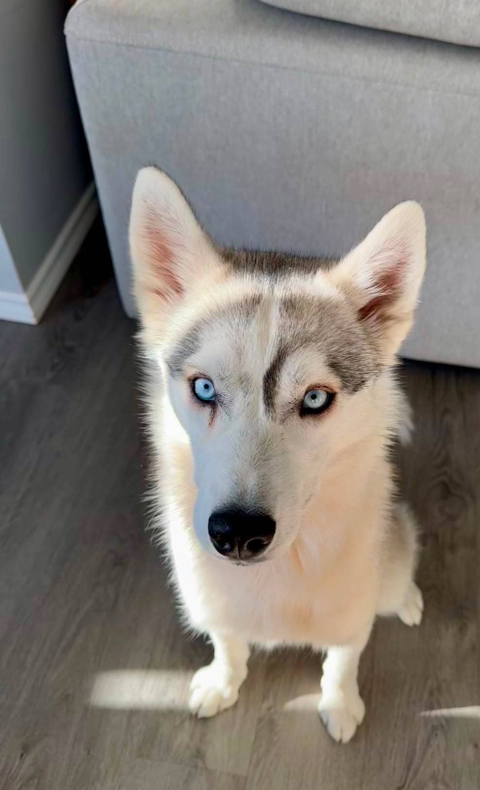 Skye - Alaskan Husky available for adoption in Alberta