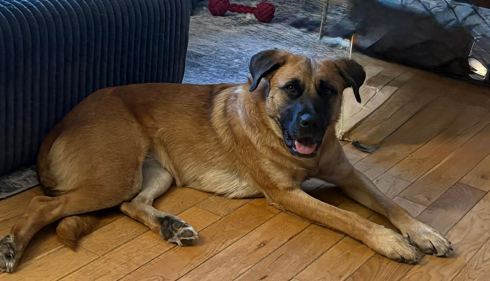 Izzy - Mixed Breed available for adoption in Calgary