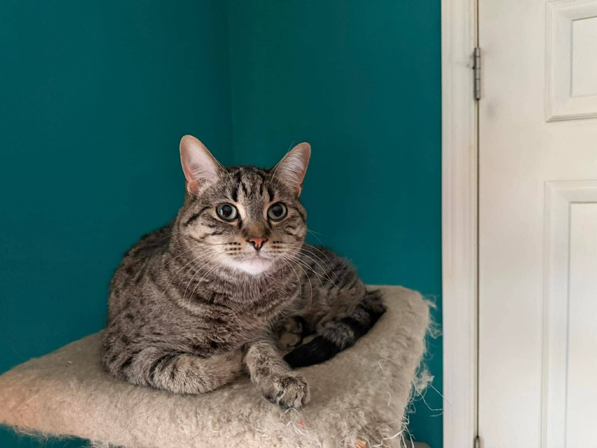 Toupi - Domestic Short Hair cat available for adoption at Steinbach and Area Animal Rescue in Steinbach
