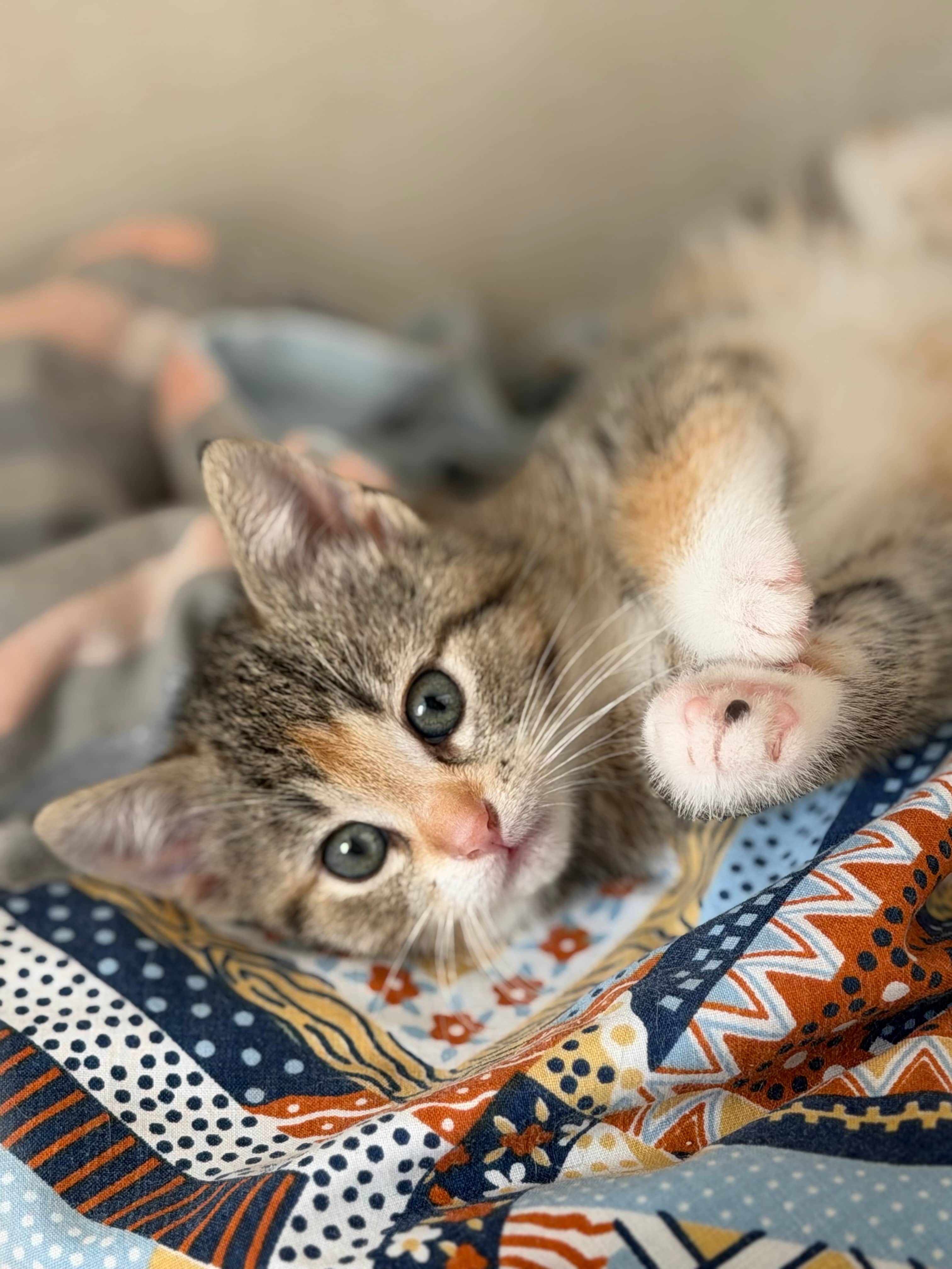 Jilly - Domestic Short Hair cat available for adoption at Steinbach and Area Animal Rescue in Steinbach