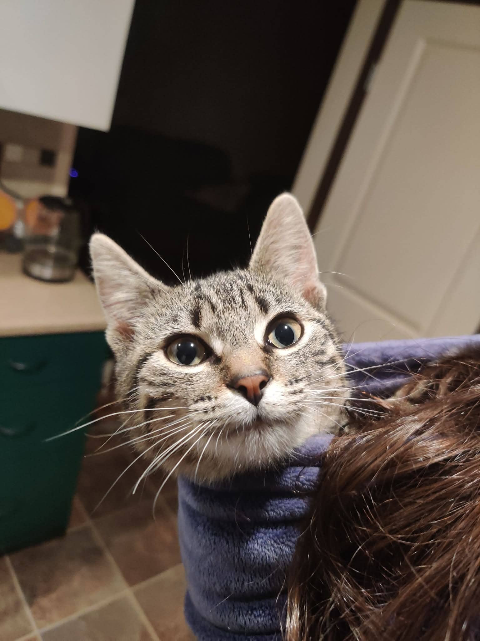 Salade - Domestic Short Hair available for adoption