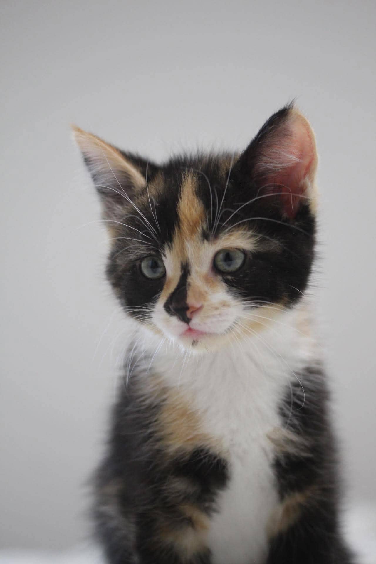 Cinder - Domestic Short Hair cat available for adoption at Steinbach and Area Animal Rescue in Steinbach
