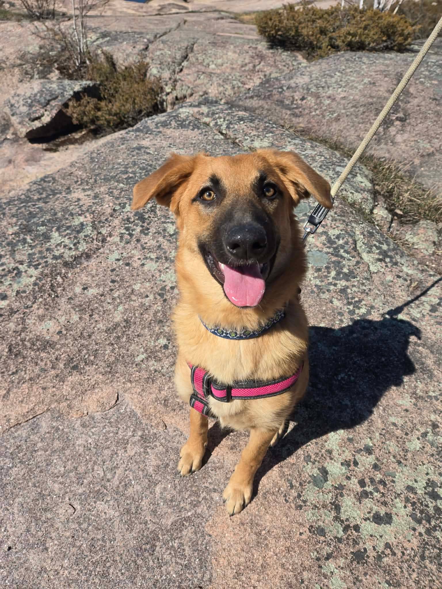 Pfannee (Fanny) - German Shepherd Dog available for adoption in Manitoba