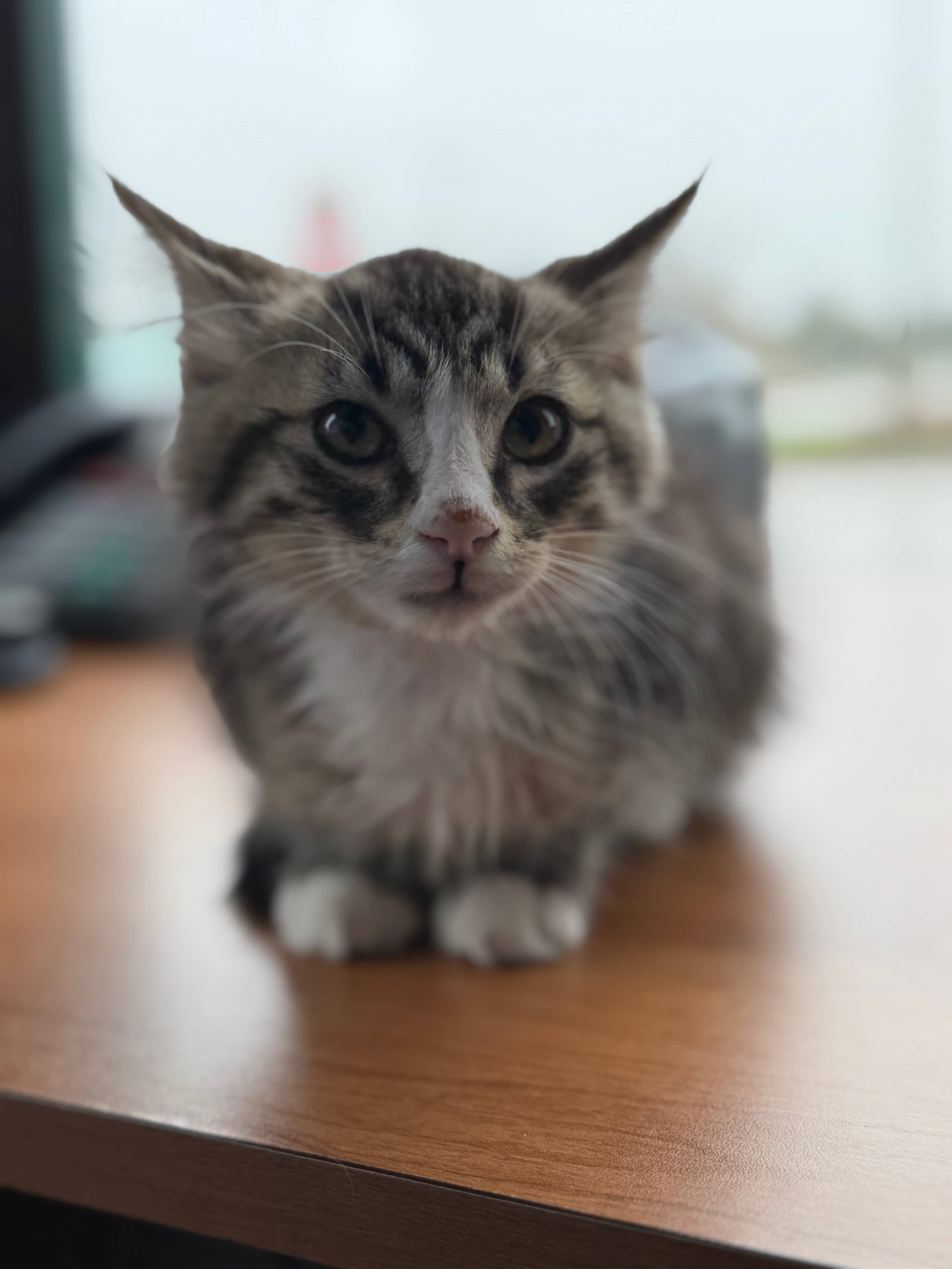 Sox - Domestic Medium Hair available for adoption