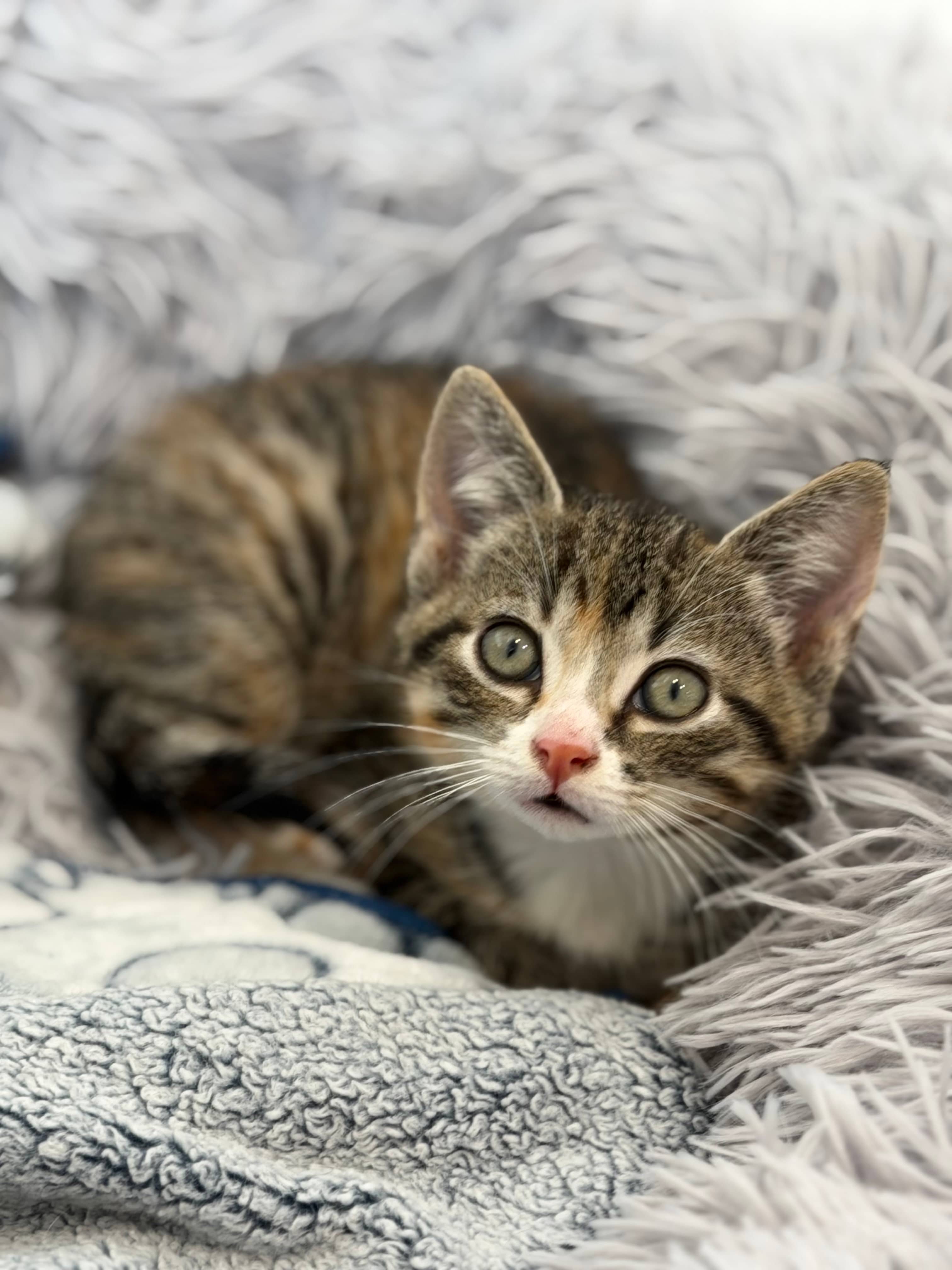Nutmeg - Domestic Short Hair available for adoption