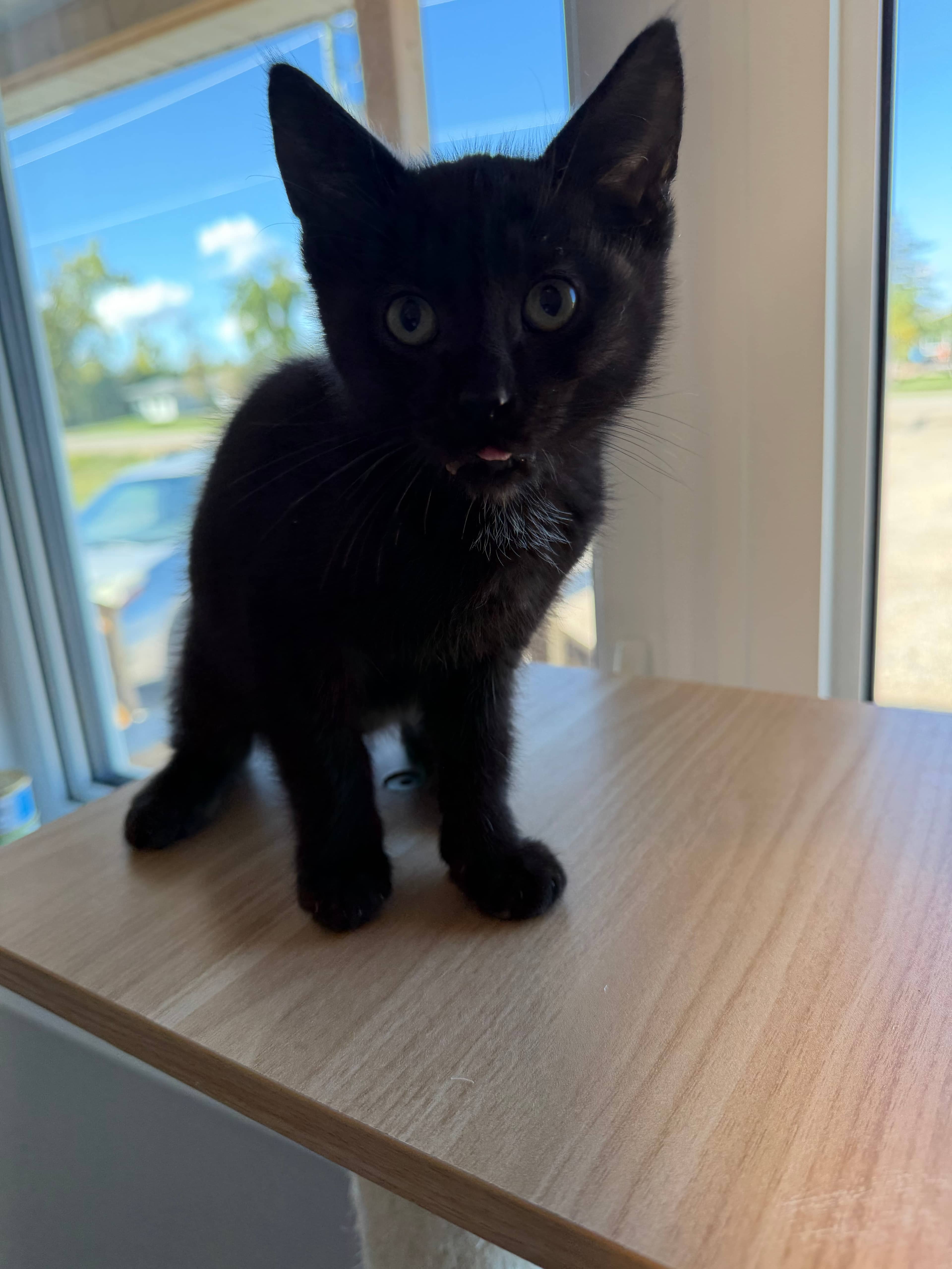 Bran - Domestic Short Hair available for adoption