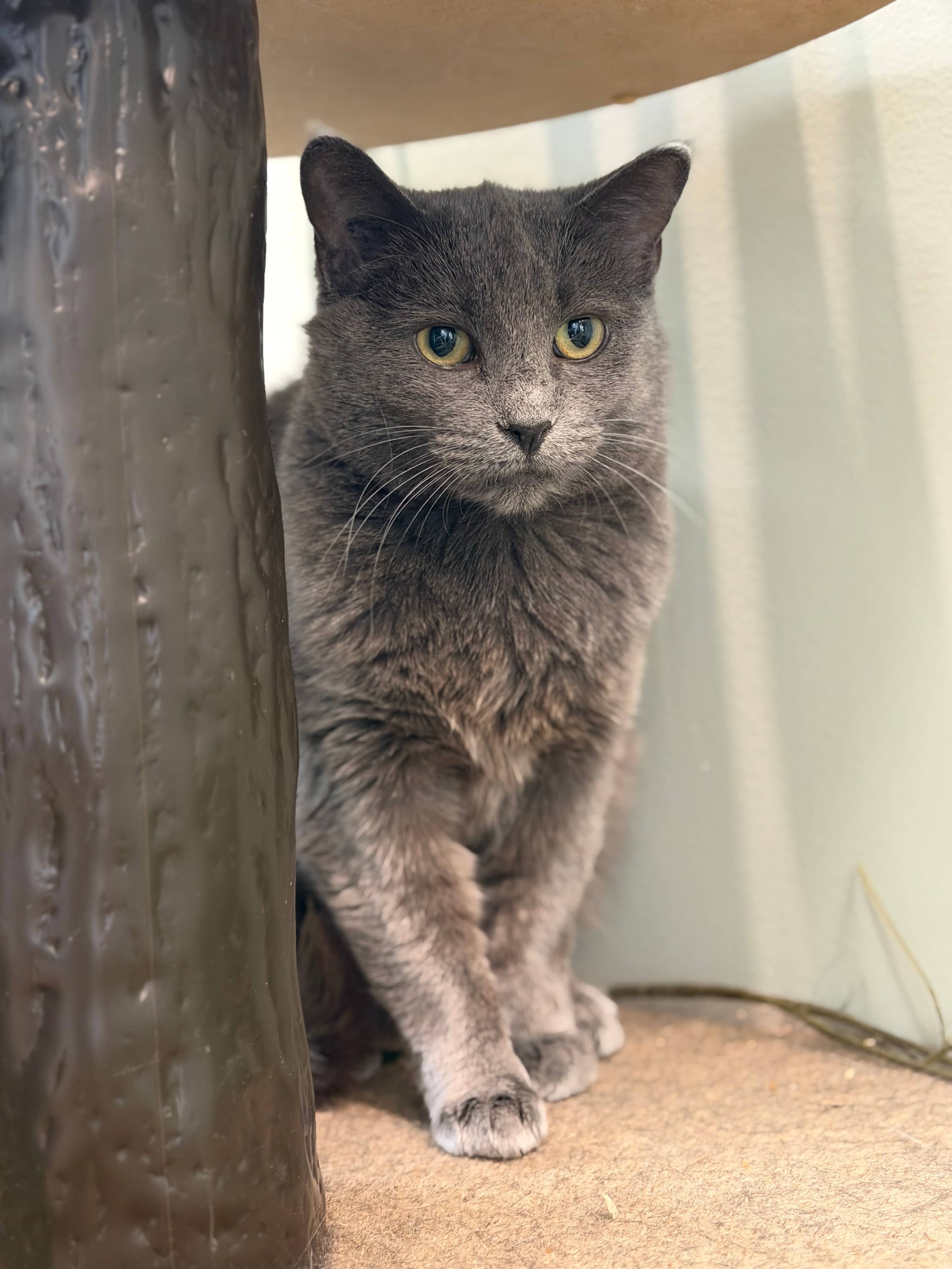 Katie - Domestic Short Hair cat available for adoption at Steinbach and Area Animal Rescue in Steinbach