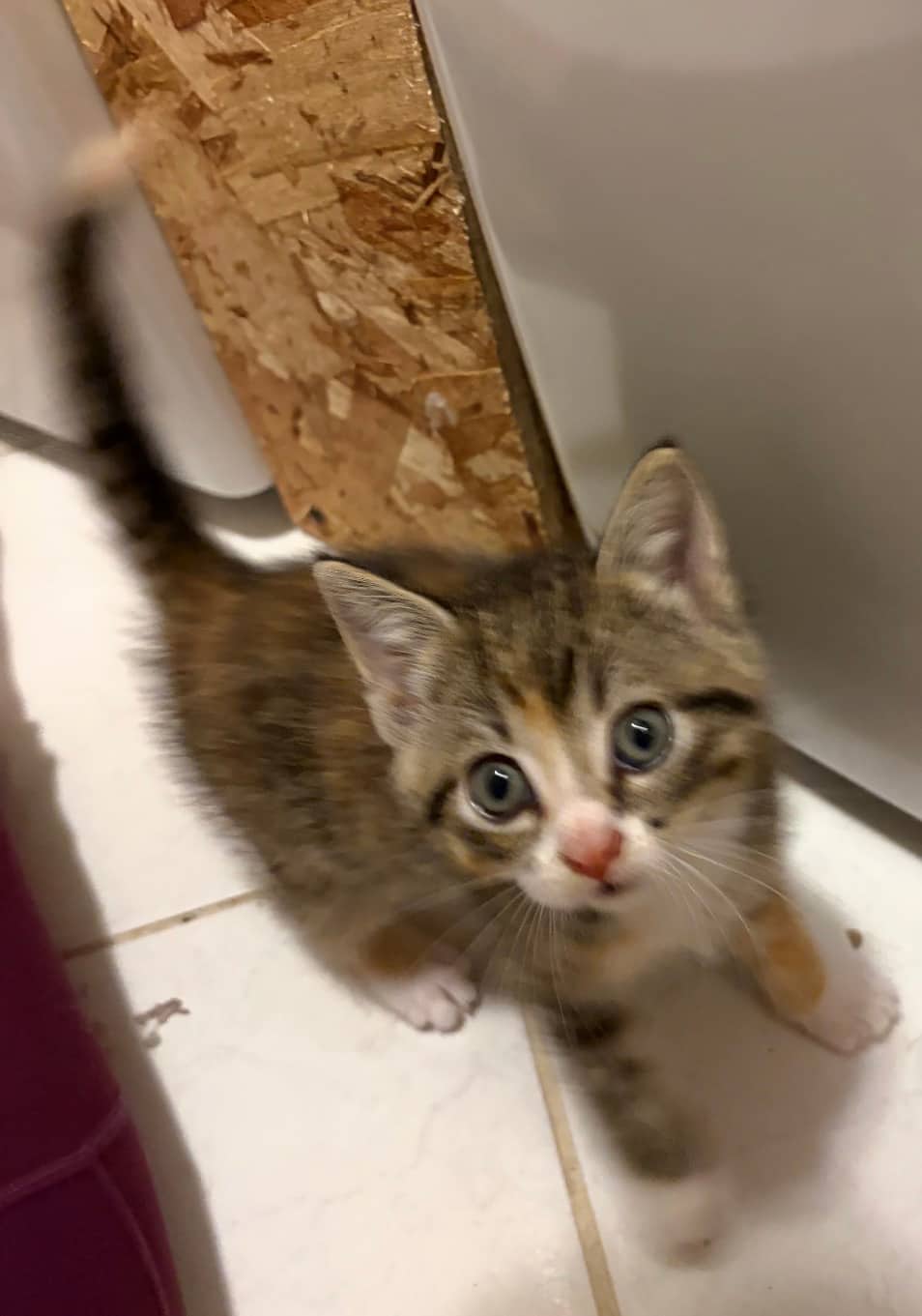 Nutmeg - Domestic Short Hair cat available for adoption at Steinbach and Area Animal Rescue in Steinbach