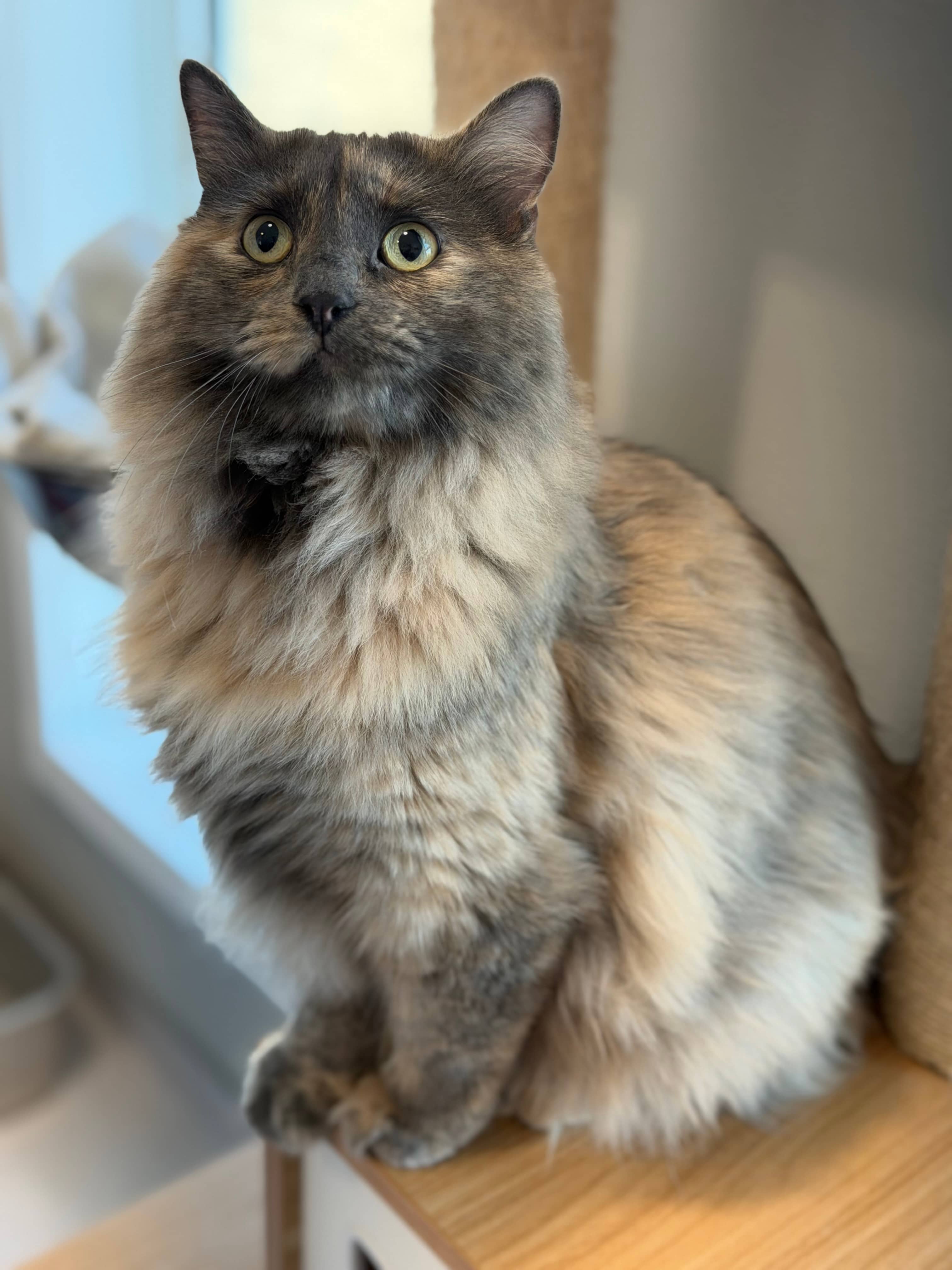 Stevie - Domestic Medium Hair available for adoption