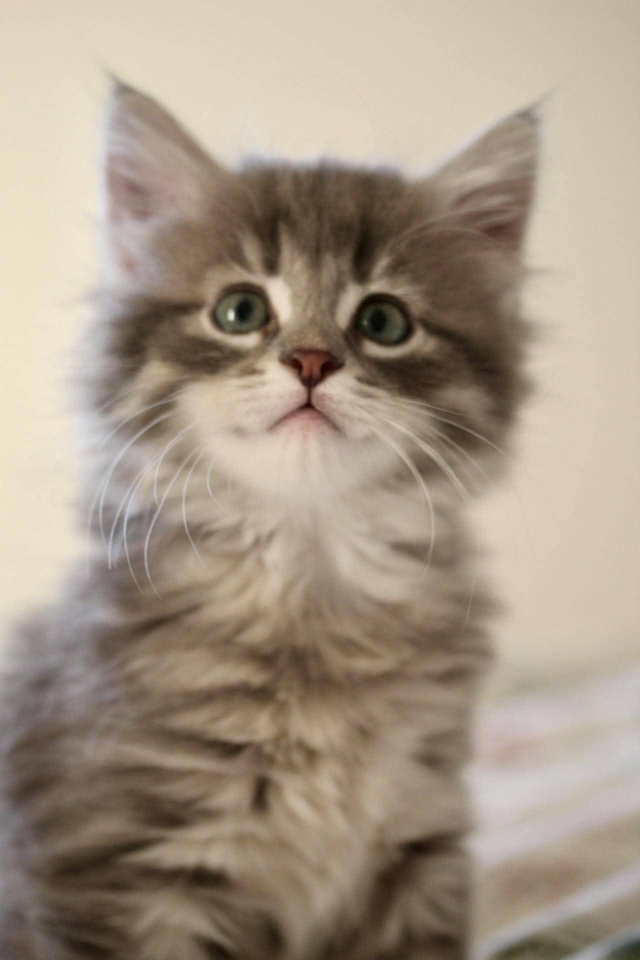 Smudge - Domestic Short Hair cat available for adoption at Steinbach and Area Animal Rescue in Steinbach