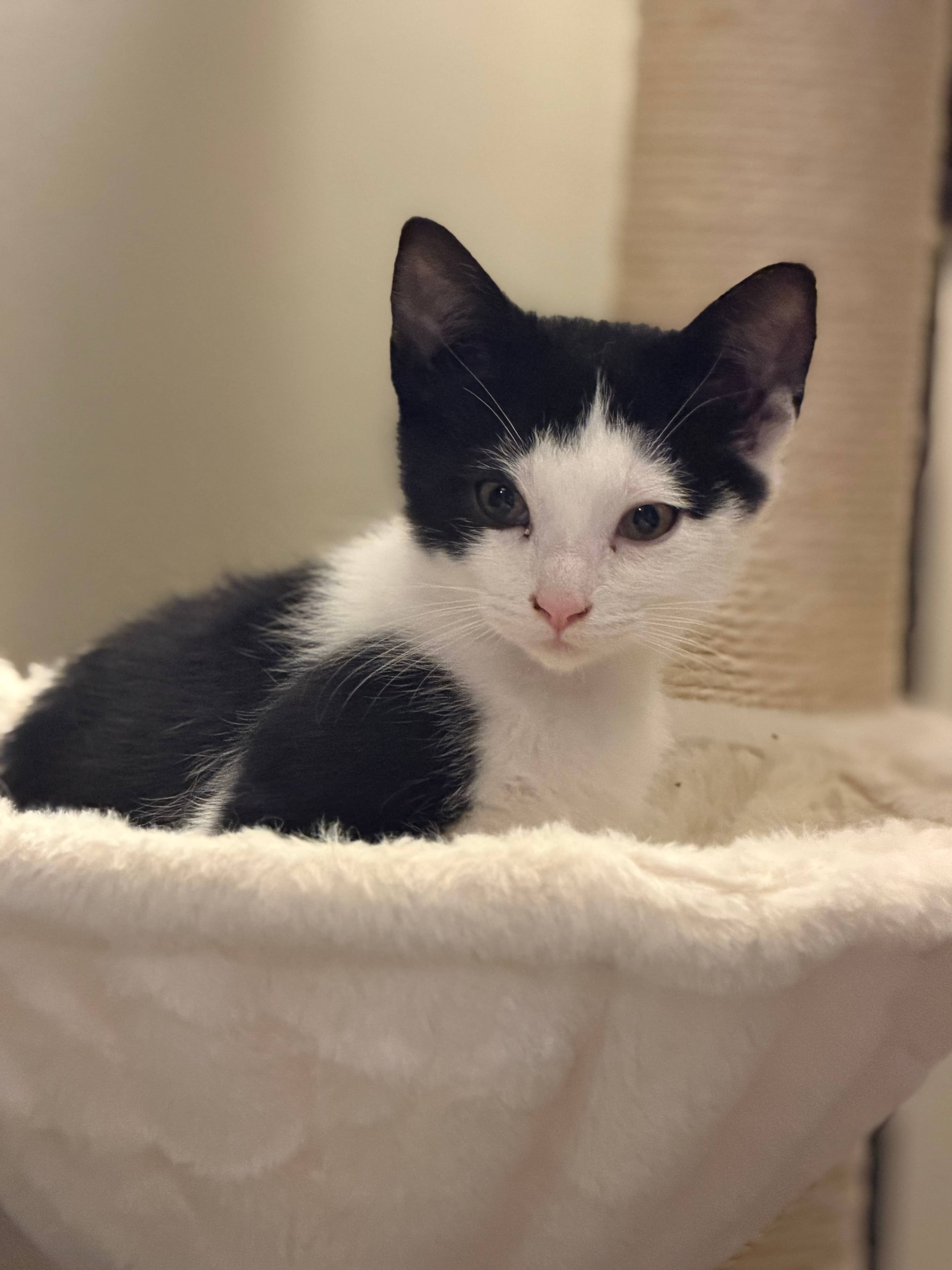 Atticus - Domestic Short Hair available for adoption