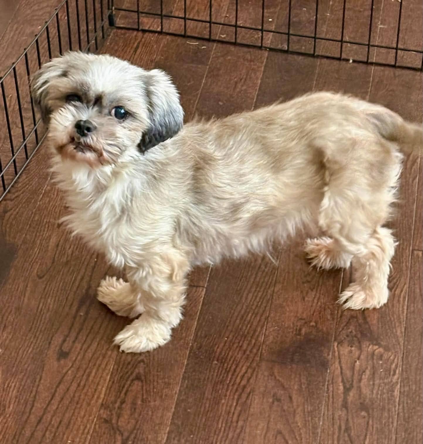 Stella - Shih Tzu available for adoption in Calgary