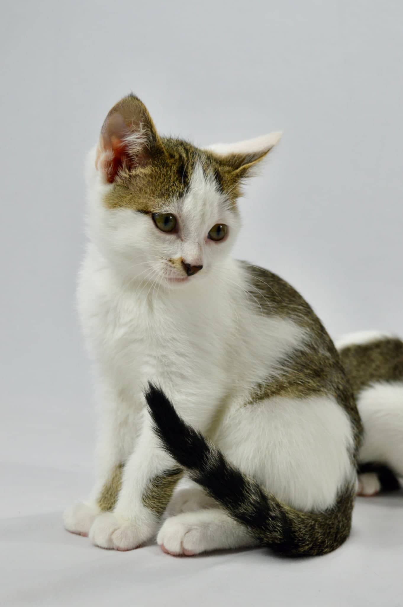 Spike - Domestic Short Hair cat available for adoption at Steinbach and Area Animal Rescue in Steinbach