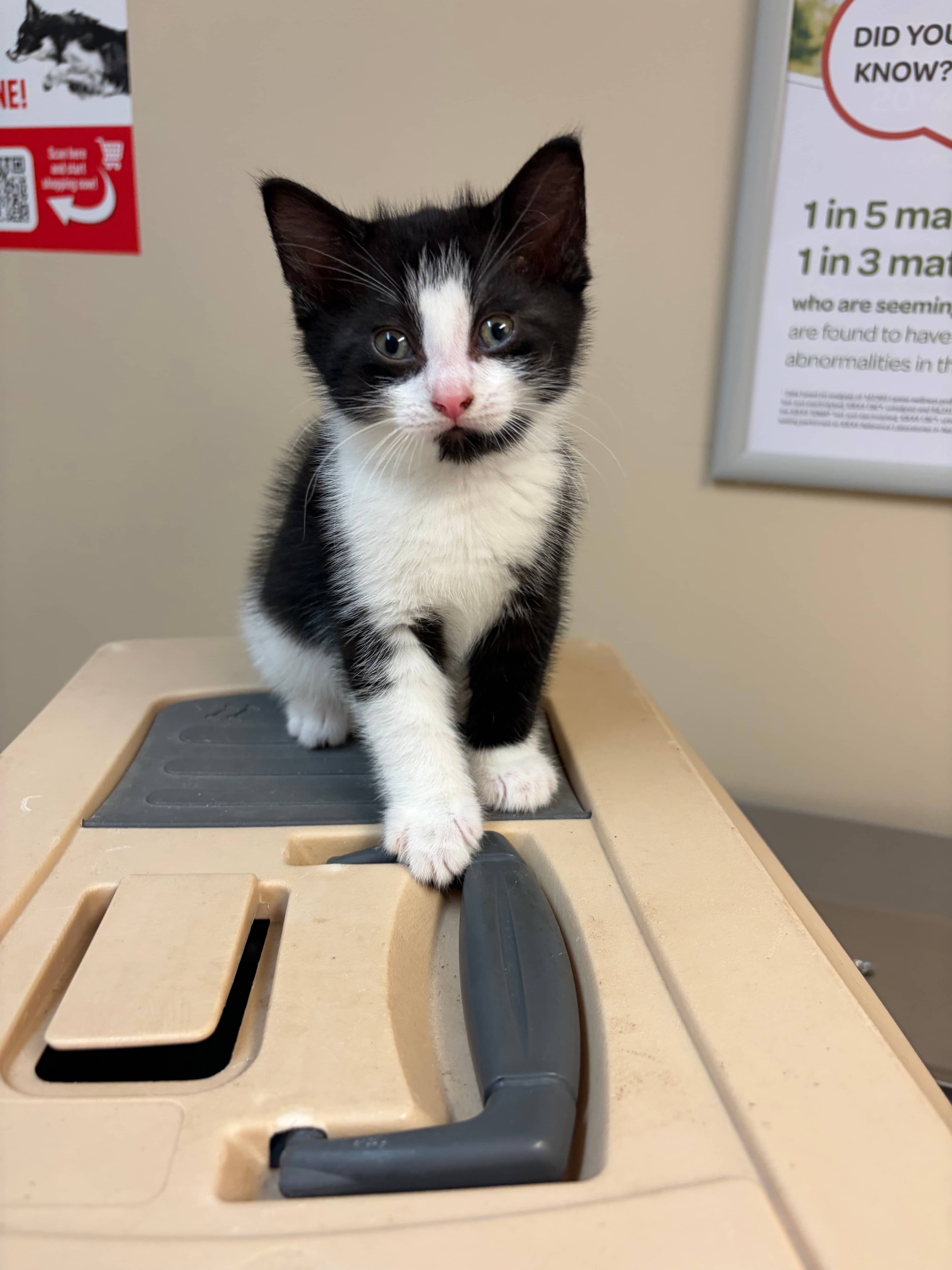Franky - Domestic Short Hair cat available for adoption at Steinbach and Area Animal Rescue in Steinbach