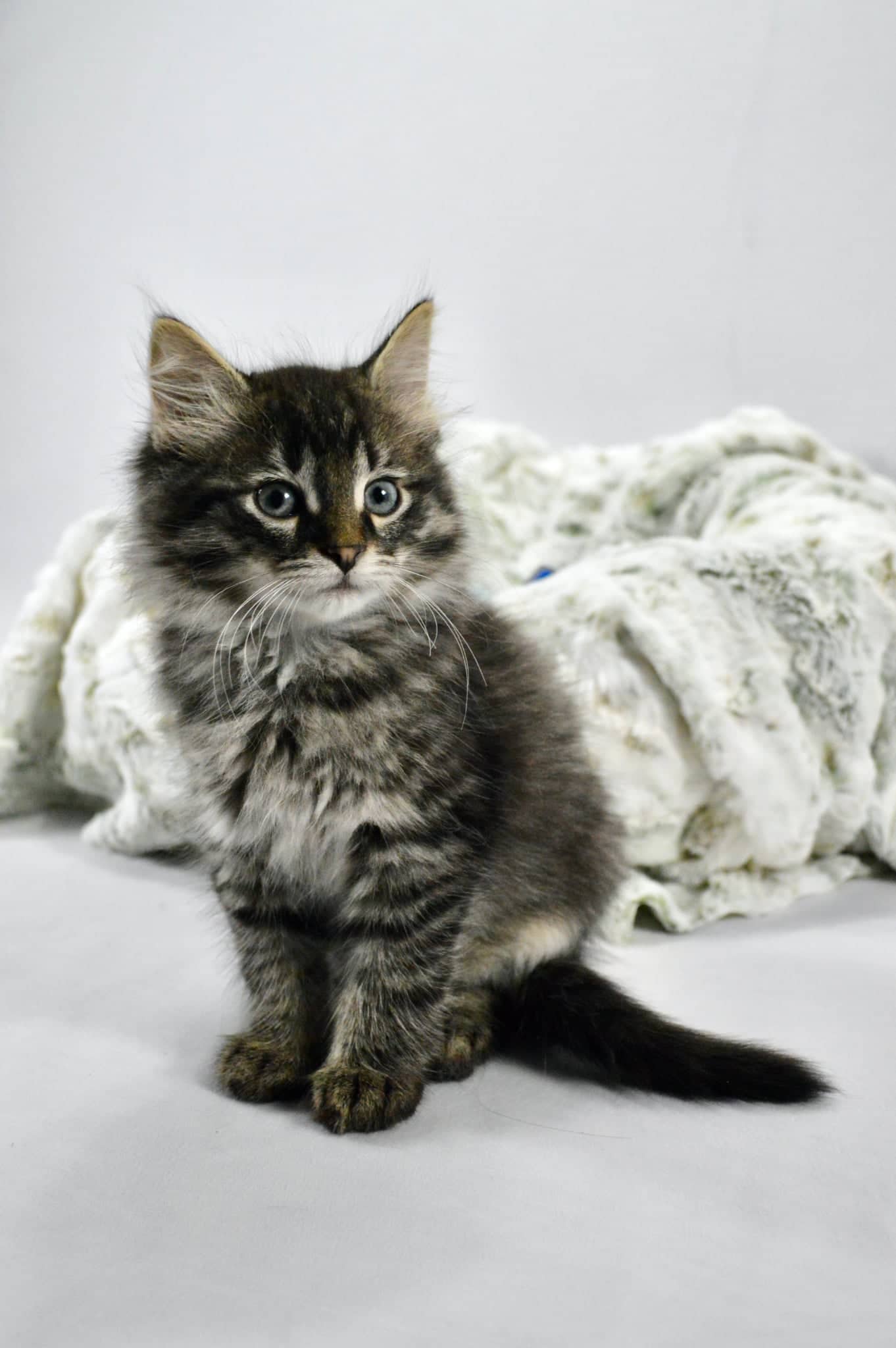 Atlas - Domestic Medium Hair cat available for adoption at Steinbach and Area Animal Rescue in Steinbach
