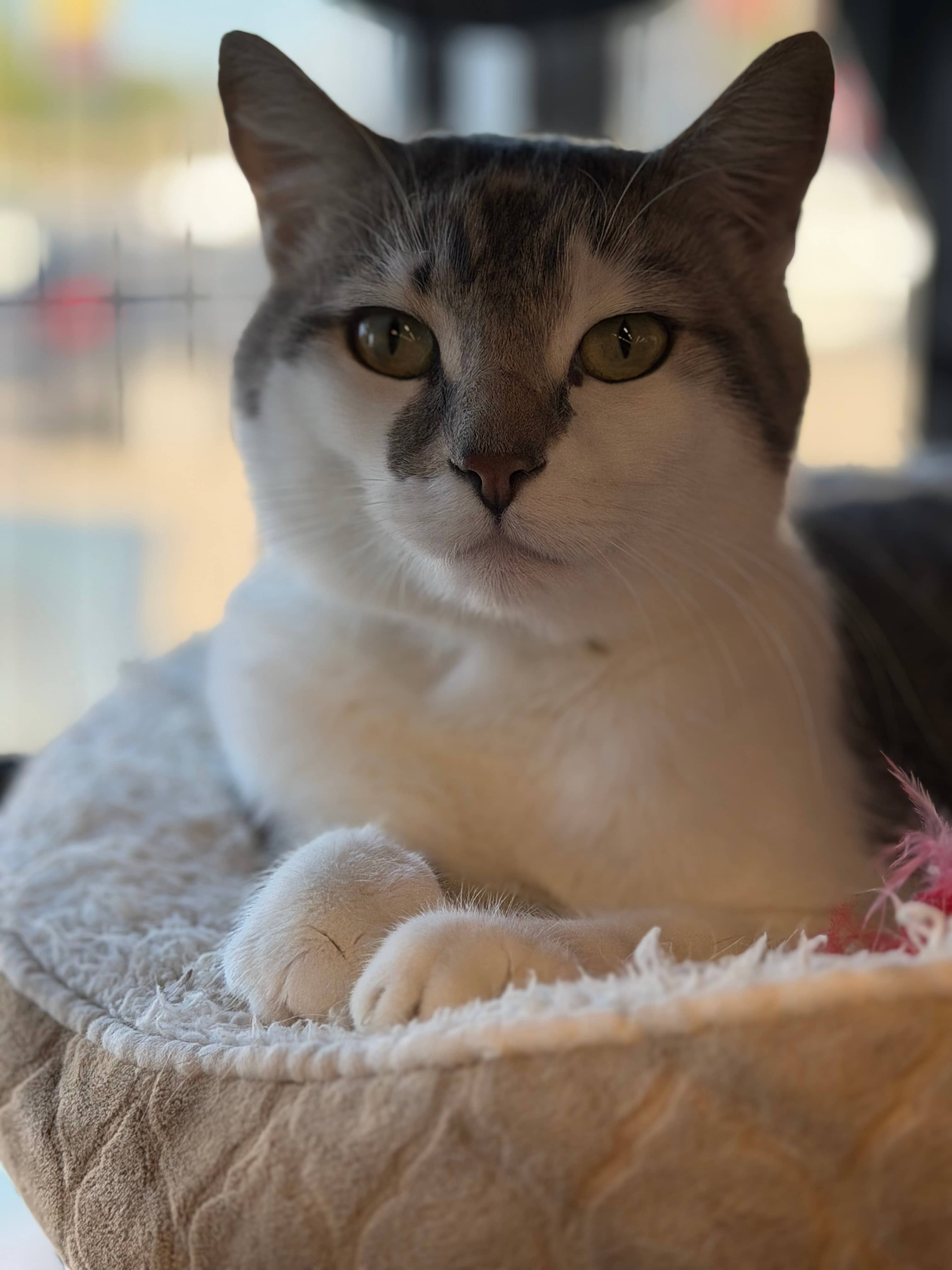 Tuna - Domestic Short Hair available for adoption