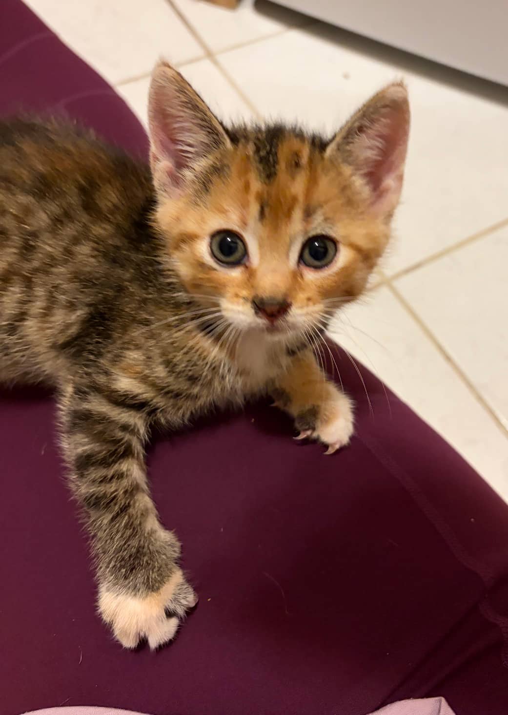 Pumpkin Spice - Domestic Short Hair available for adoption