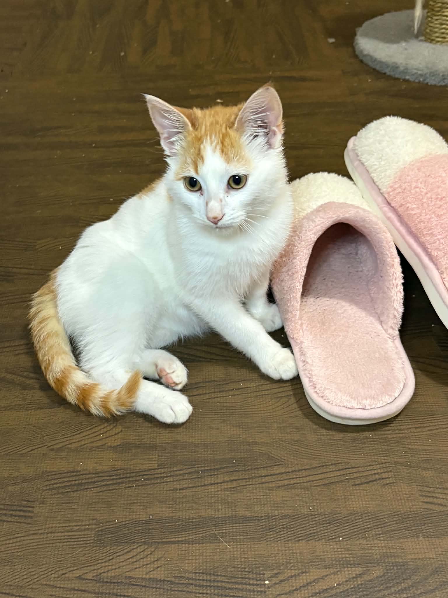 Cobweb - Domestic Short Hair cat available for adoption at Steinbach and Area Animal Rescue in Steinbach