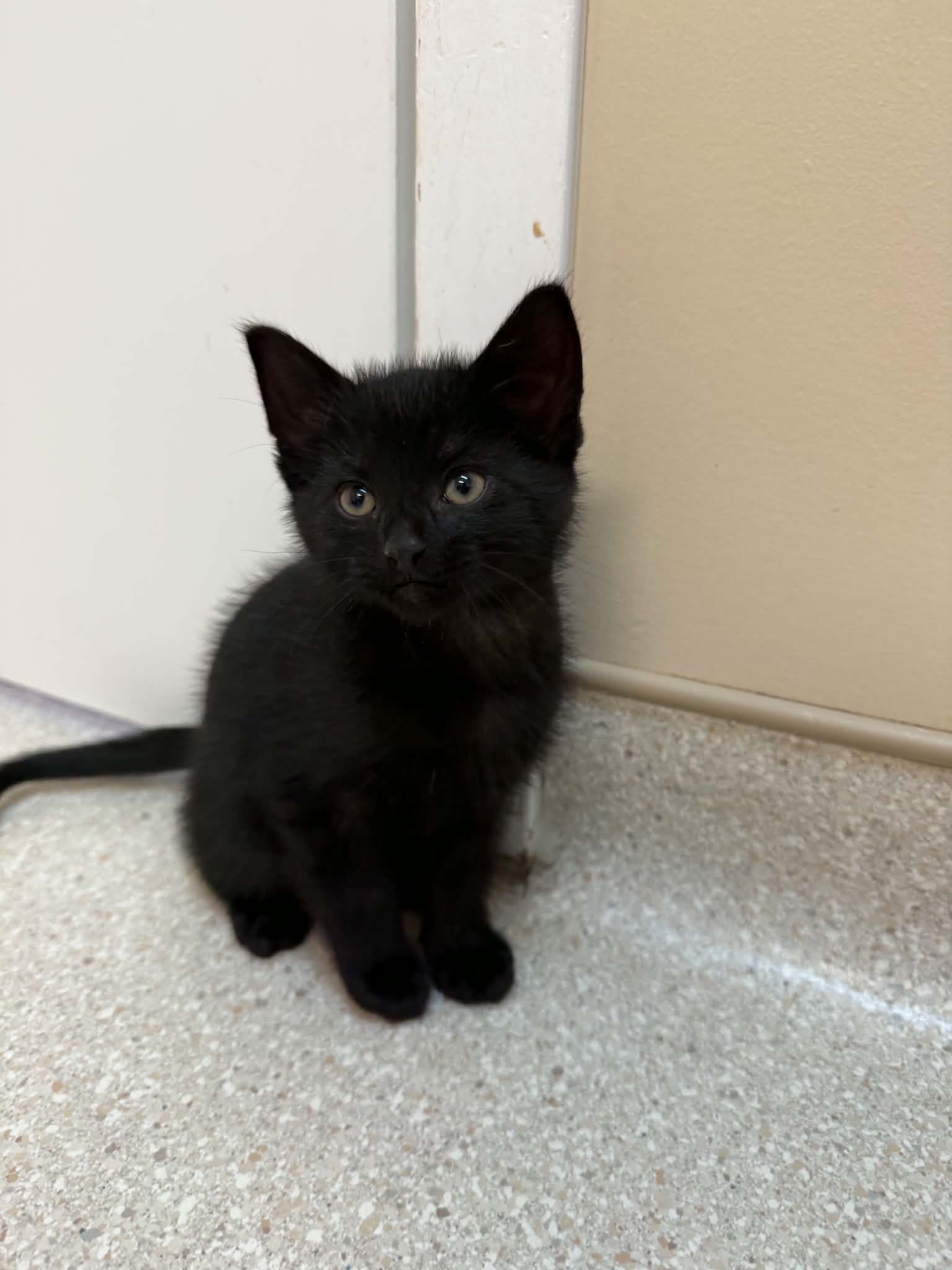 Onyx - Domestic Short Hair cat available for adoption at Steinbach and Area Animal Rescue in Steinbach