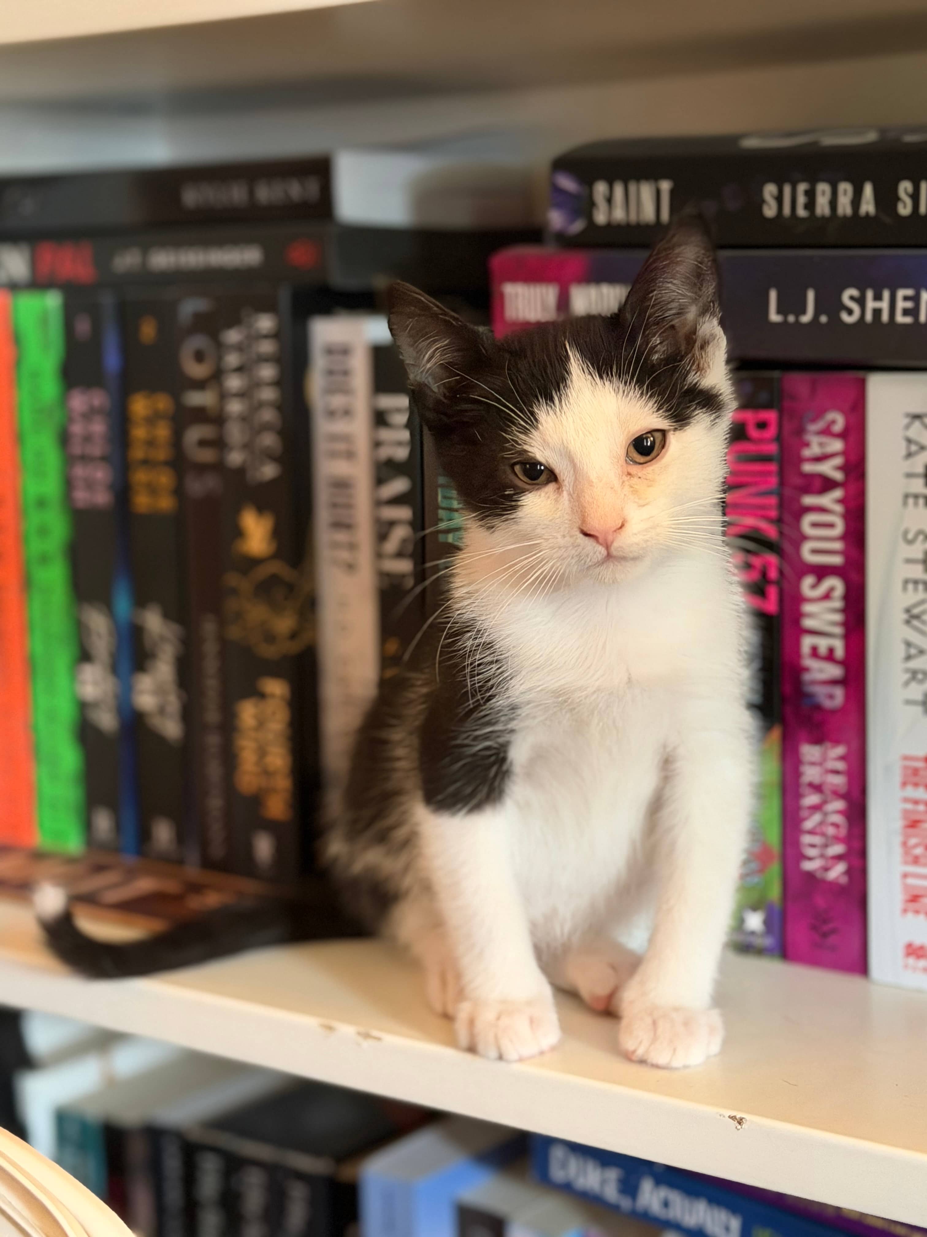 Atticus - Domestic Short Hair cat available for adoption at Steinbach and Area Animal Rescue in Steinbach