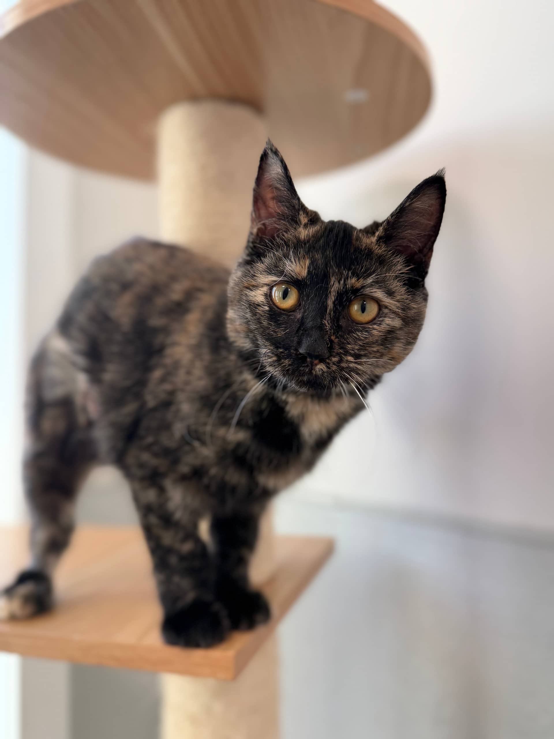 Dottie - Domestic Short Hair cat available for adoption at Steinbach and Area Animal Rescue in Steinbach