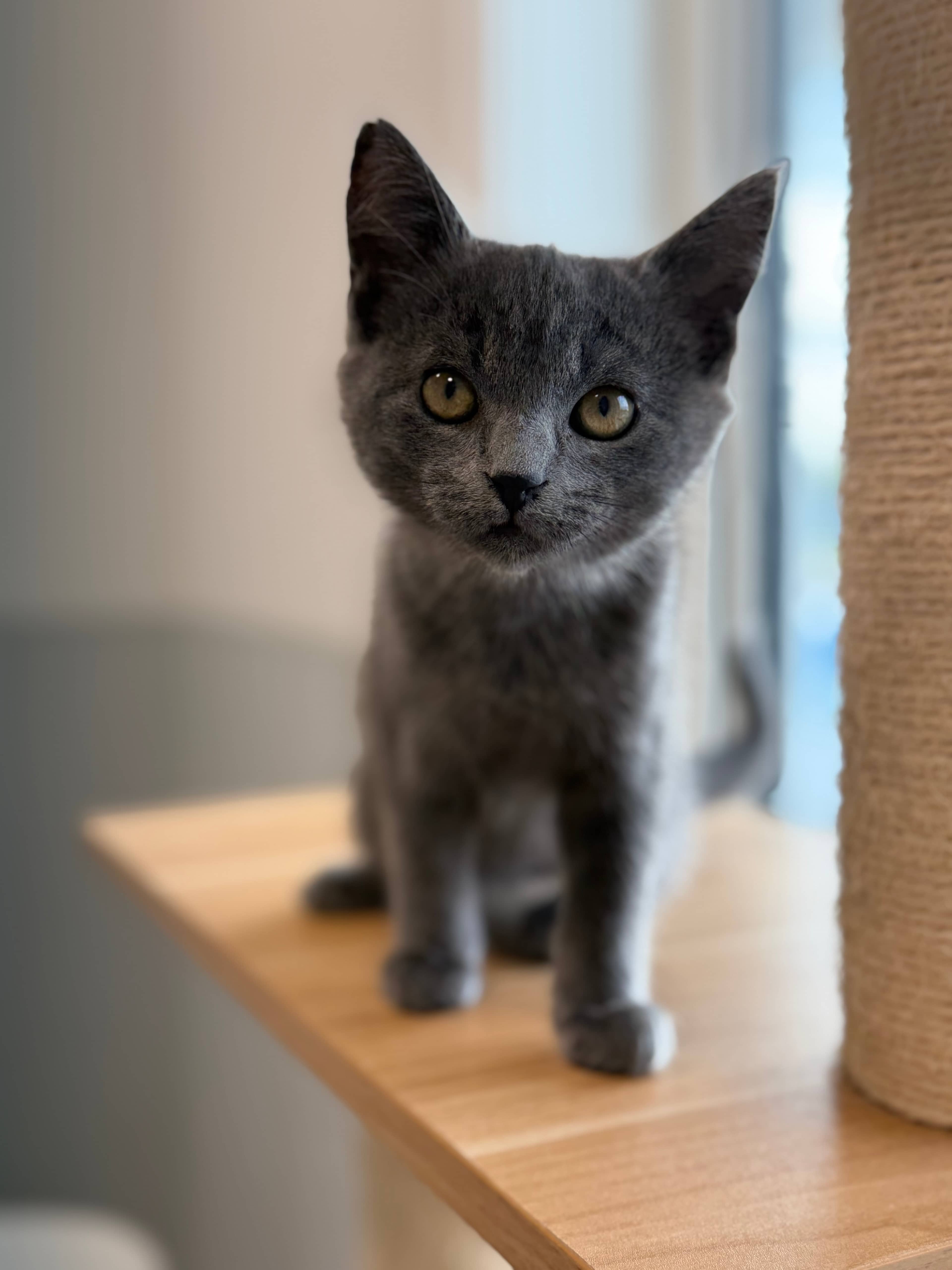 Rider - Domestic Short Hair cat available for adoption at Steinbach and Area Animal Rescue in Steinbach