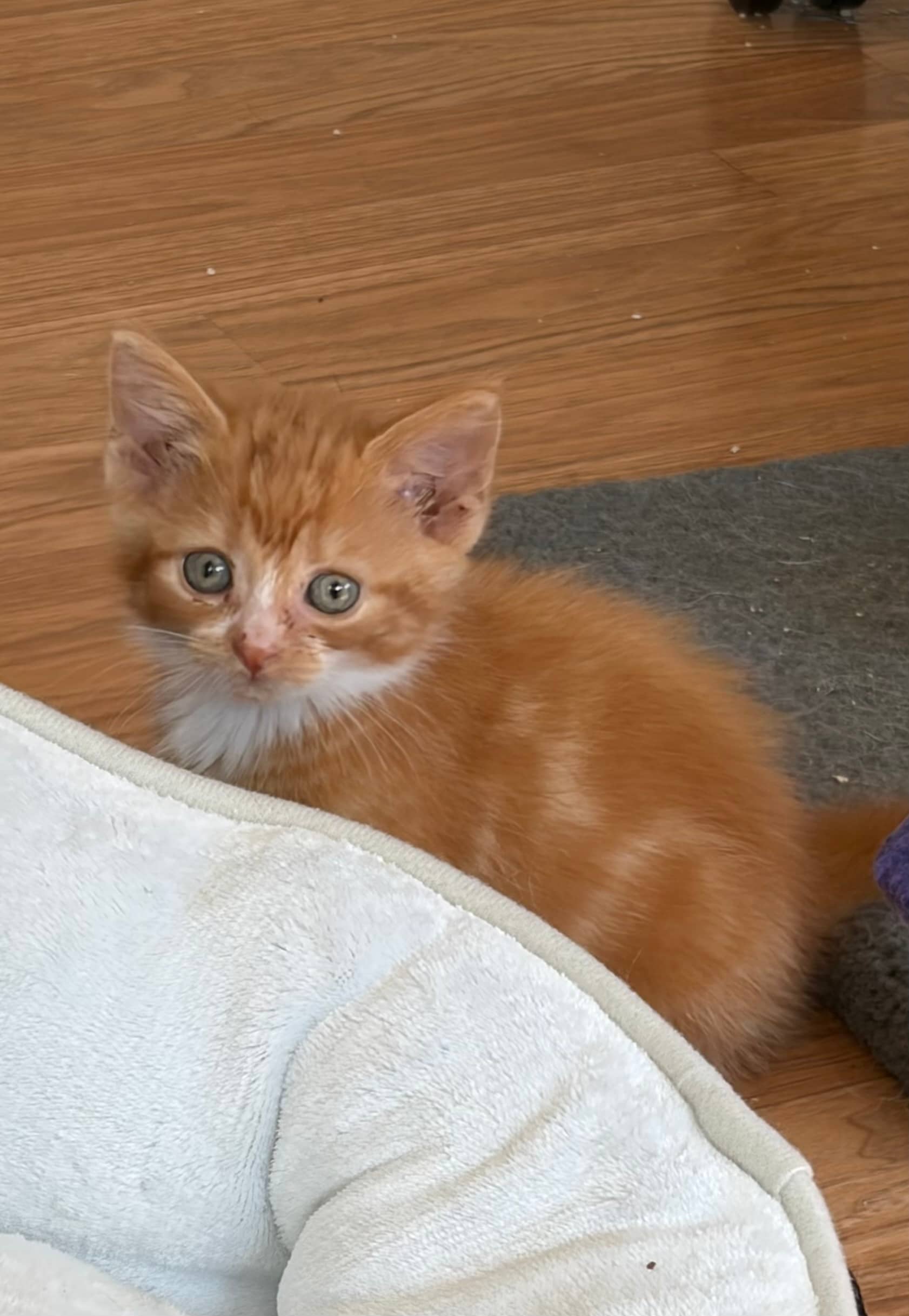 Minnow - Domestic Short Hair cat available for adoption at Steinbach and Area Animal Rescue in Steinbach